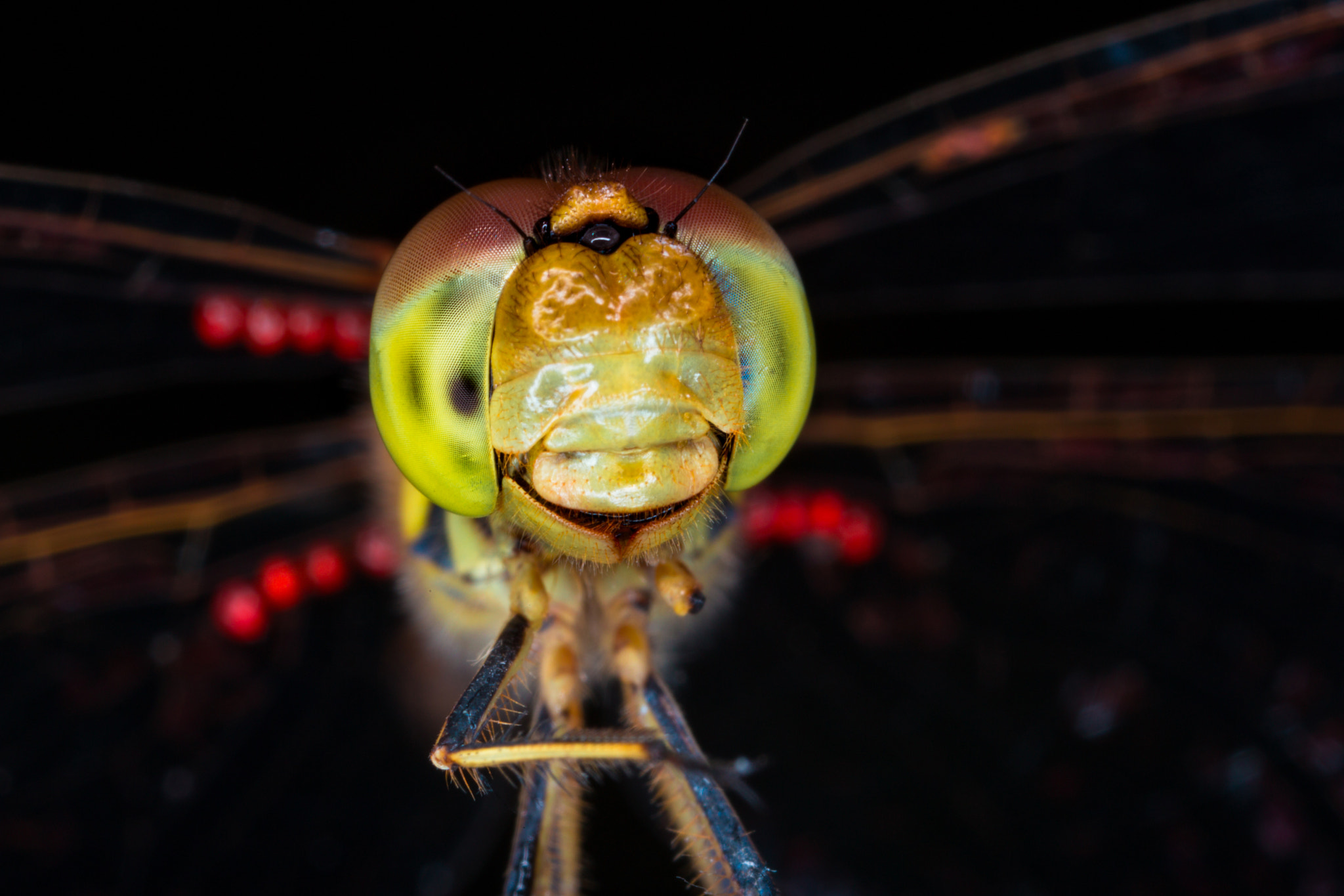 Canon MP-E 65mm F2.5 1-5x Macro Photo sample photo. Vagrant darter photography