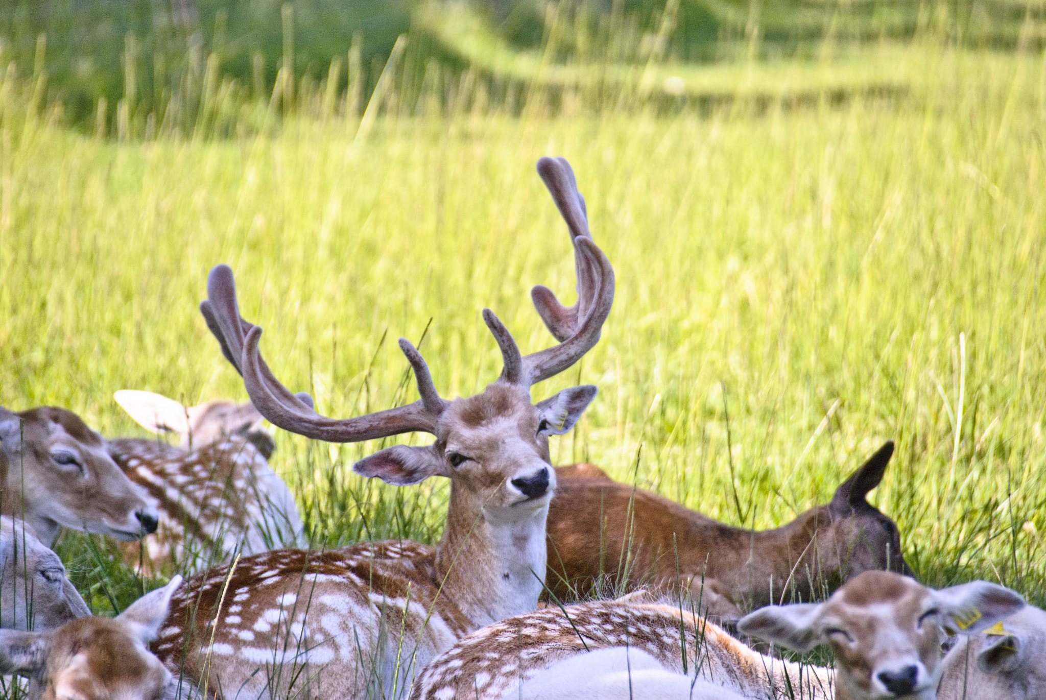 Nikon D80 sample photo. Animals photography