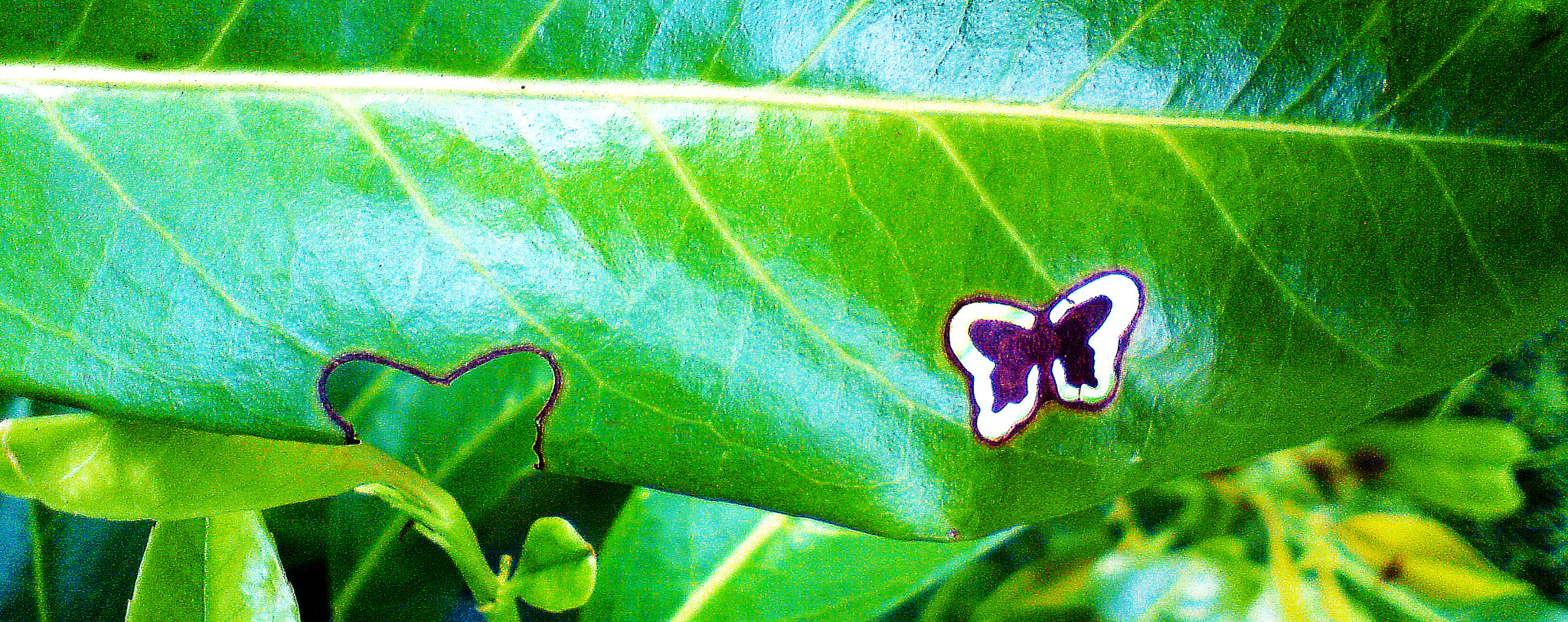 Sony Ericsson W995 sample photo. Caterpillar's dream ! photography