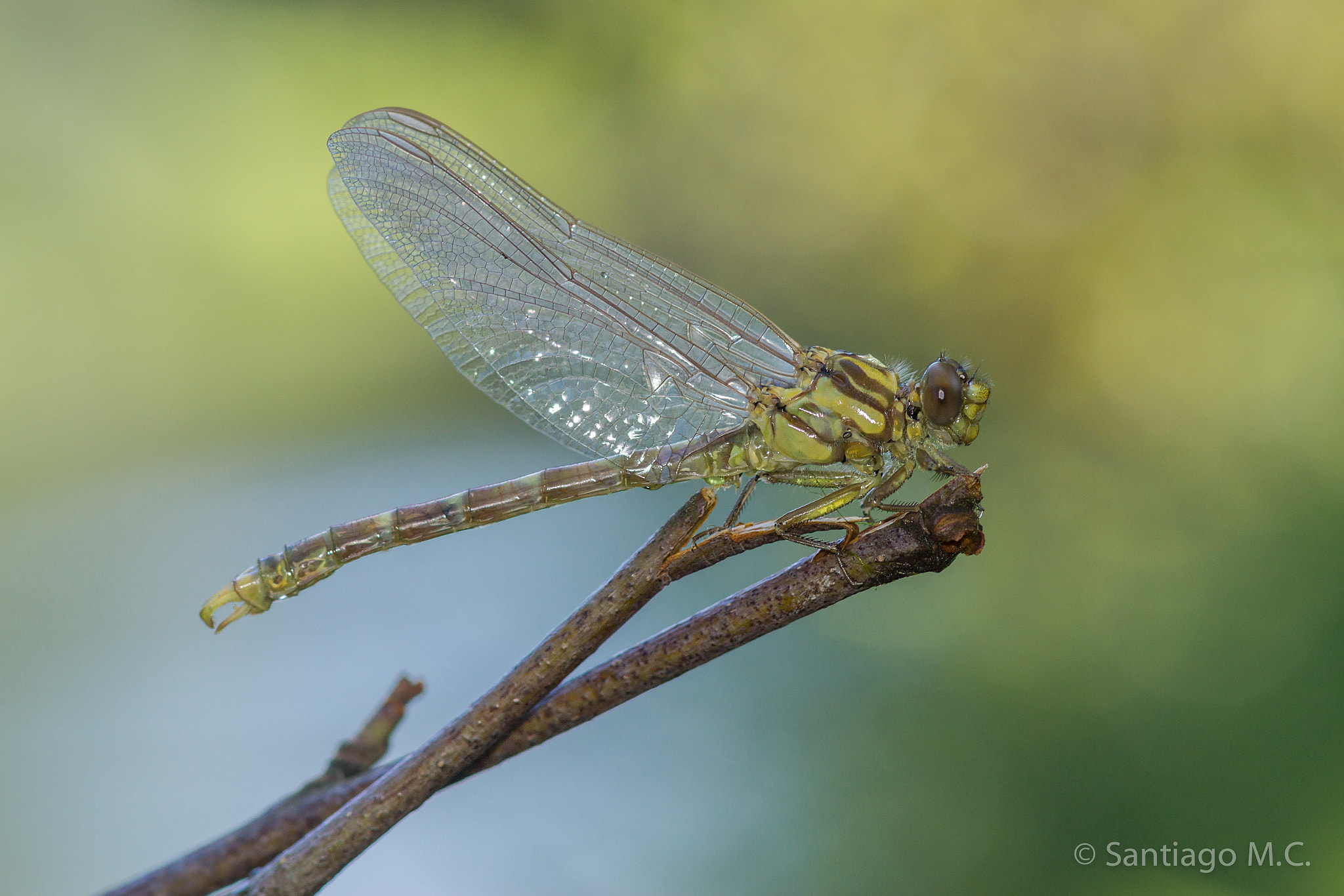 Sony SLT-A77 + Sony 100mm F2.8 Macro sample photo. Onychogomphus uncatus photography