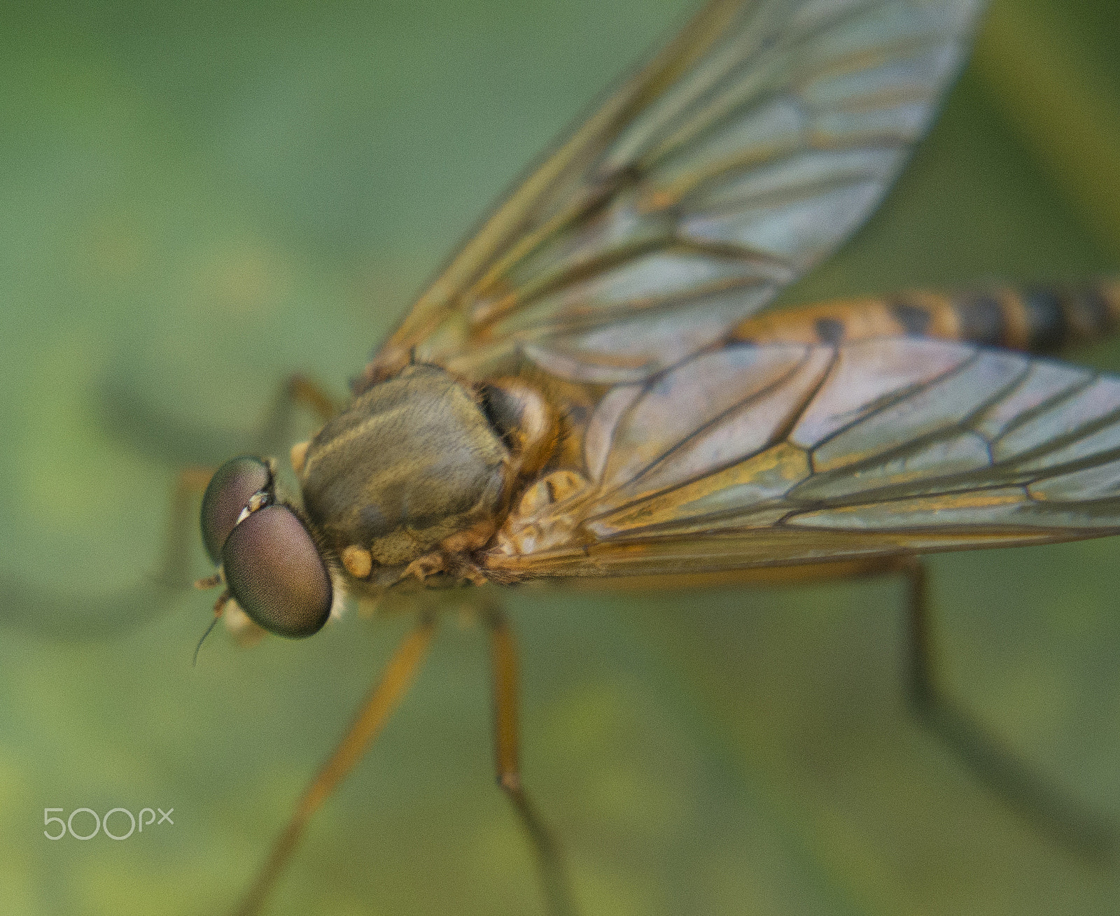 Nikon AF-S DX Micro Nikkor 40mm F2.8 sample photo. Macro fly photography