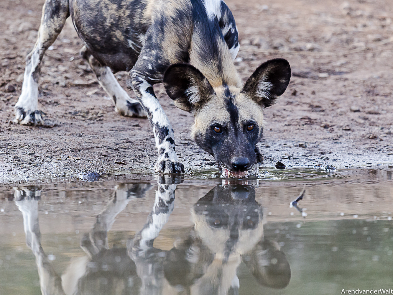 Nikon AF-S Nikkor 500mm F4G ED VR sample photo. Wild dog (lycaon pictus) is a seriously endangered ... photography