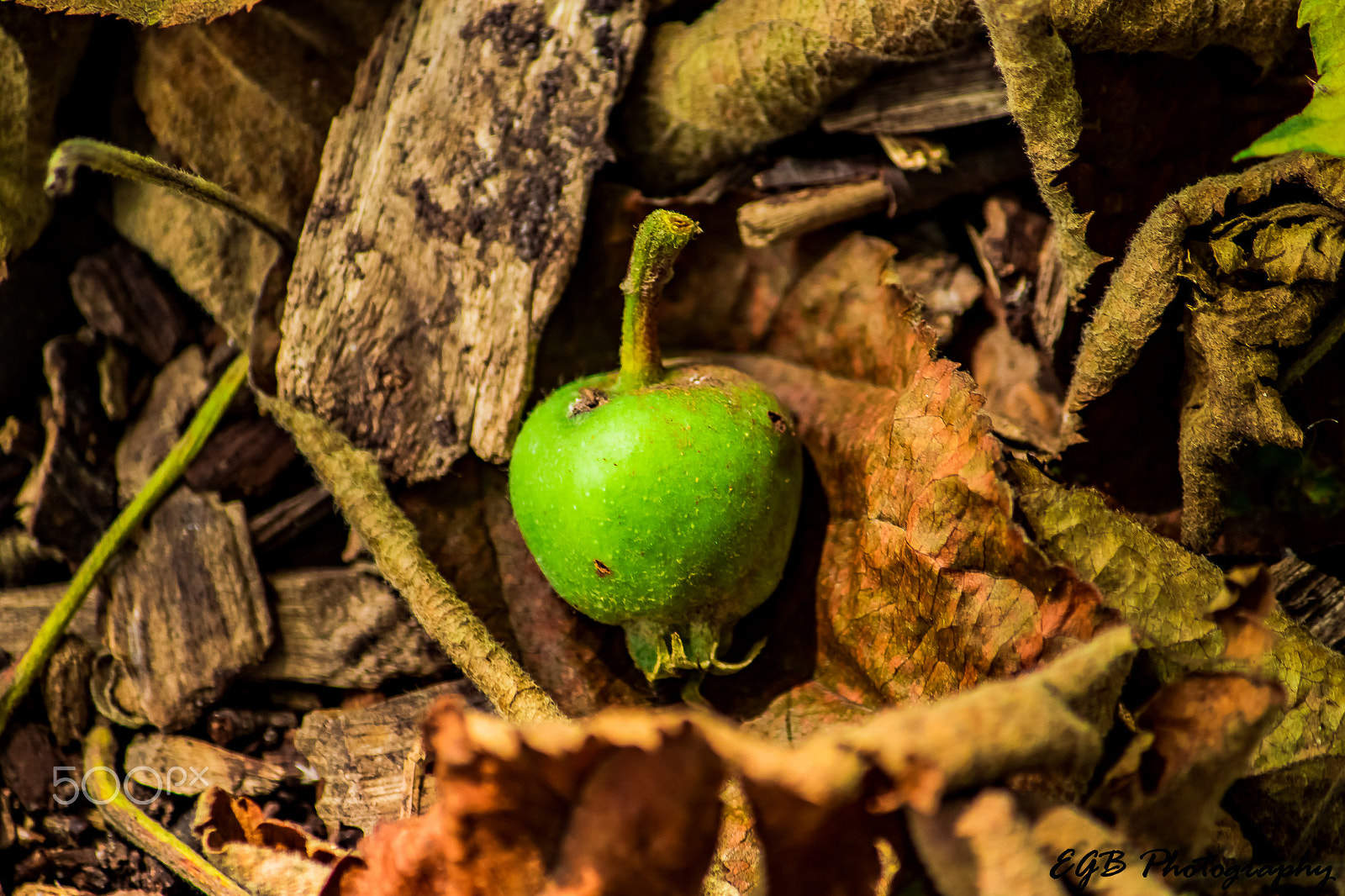 Canon EF-S 55-250mm F4-5.6 IS sample photo. New life starts in green photography