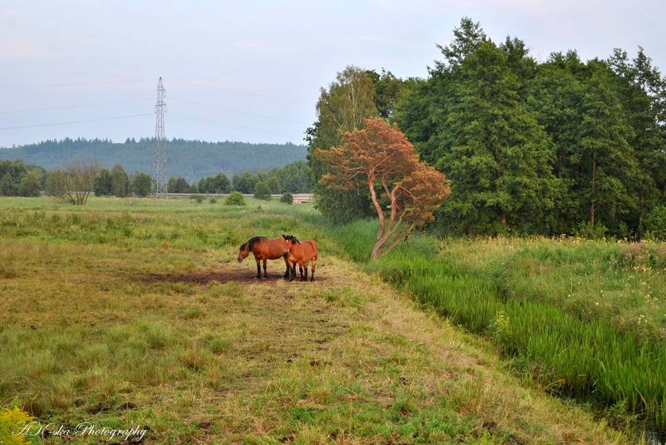 Nikon D3000 sample photo. Horses and field photography