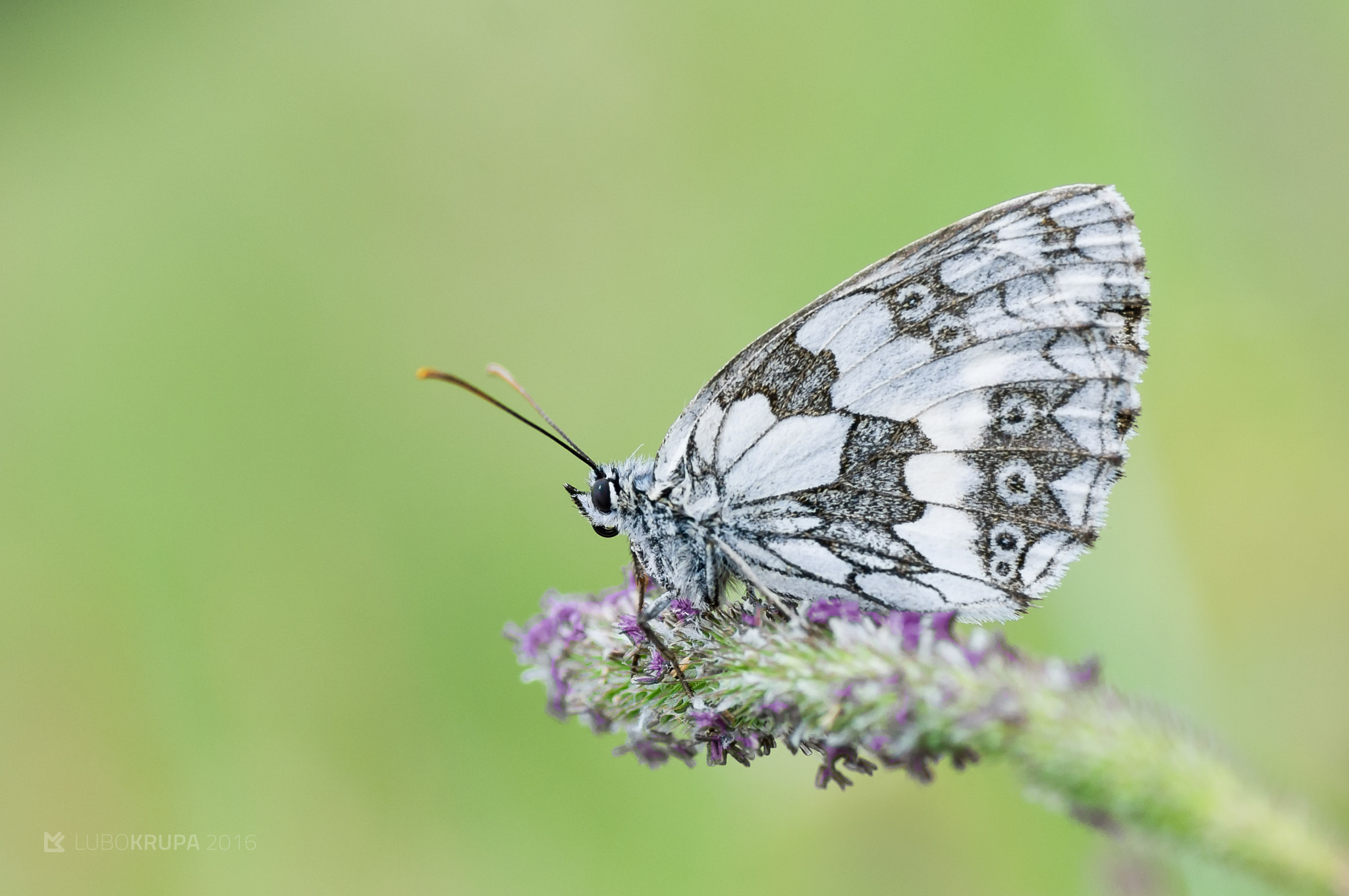 Pentax K-r sample photo. Melanargia galathea photography