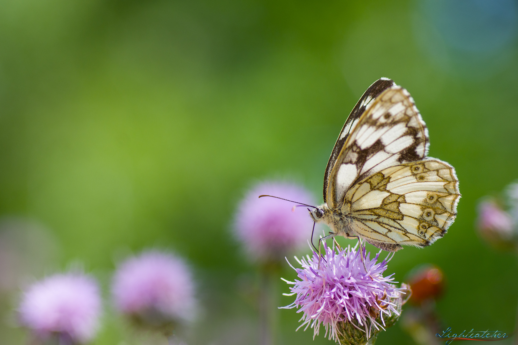 Tamron SP AF 90mm F2.8 Di Macro sample photo. Marbled white photography