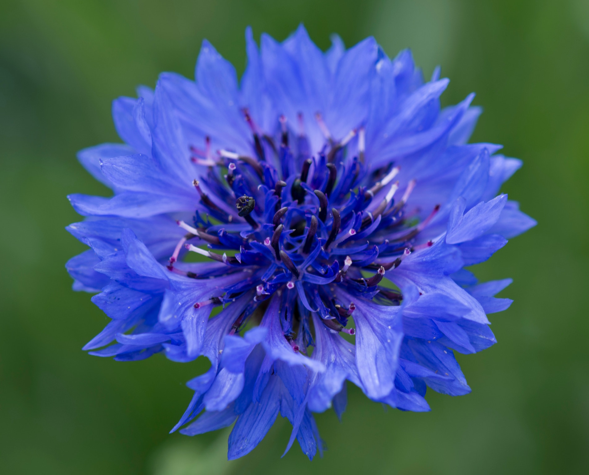 Nikon D7100 + Nikon AF-S DX Nikkor 55-200mm F4-5.6G VR II sample photo. A nice blue flower lol photography