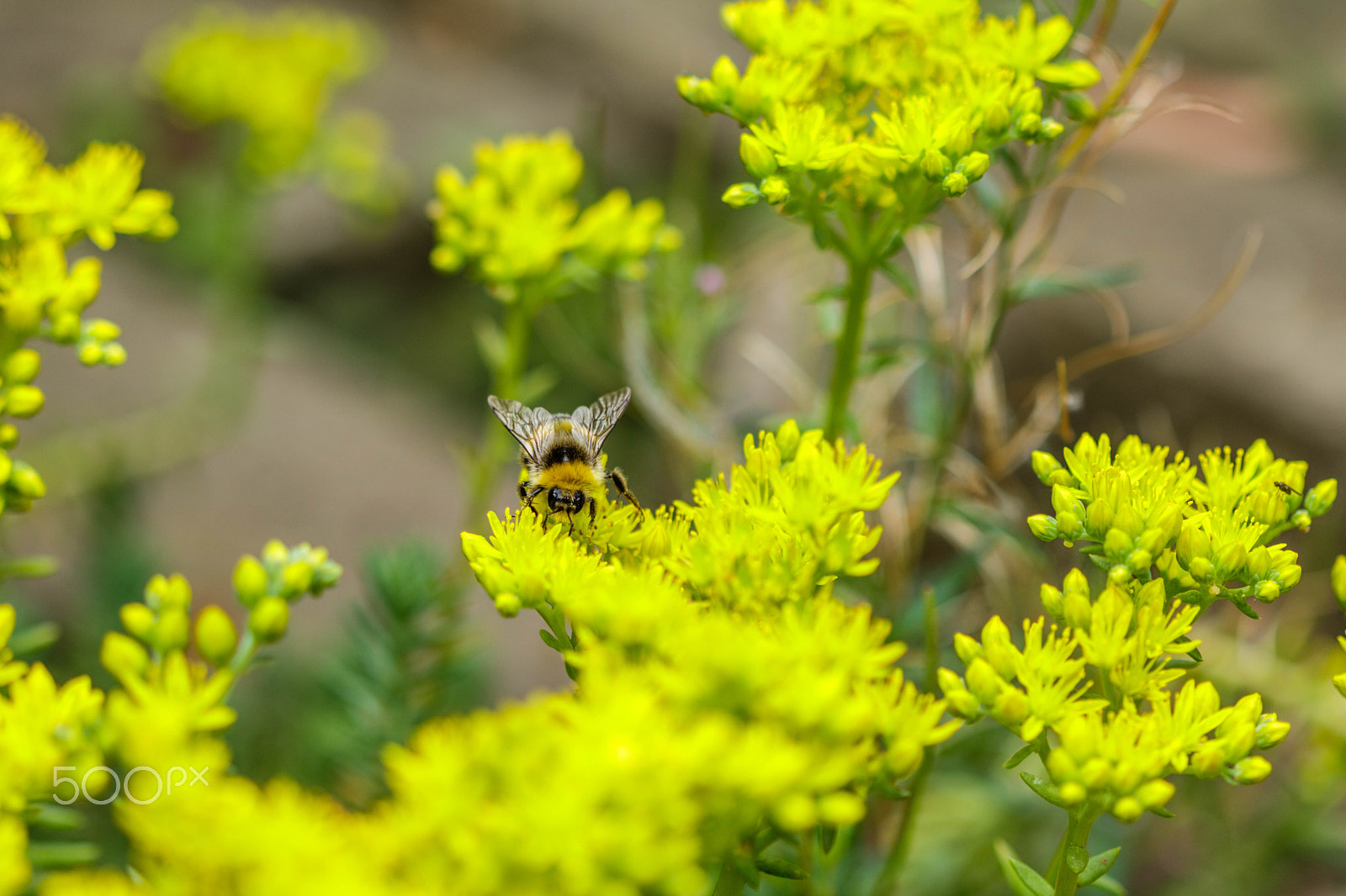 Canon EF 100mm F2.8 Macro USM sample photo. Bee and yellow flower photography