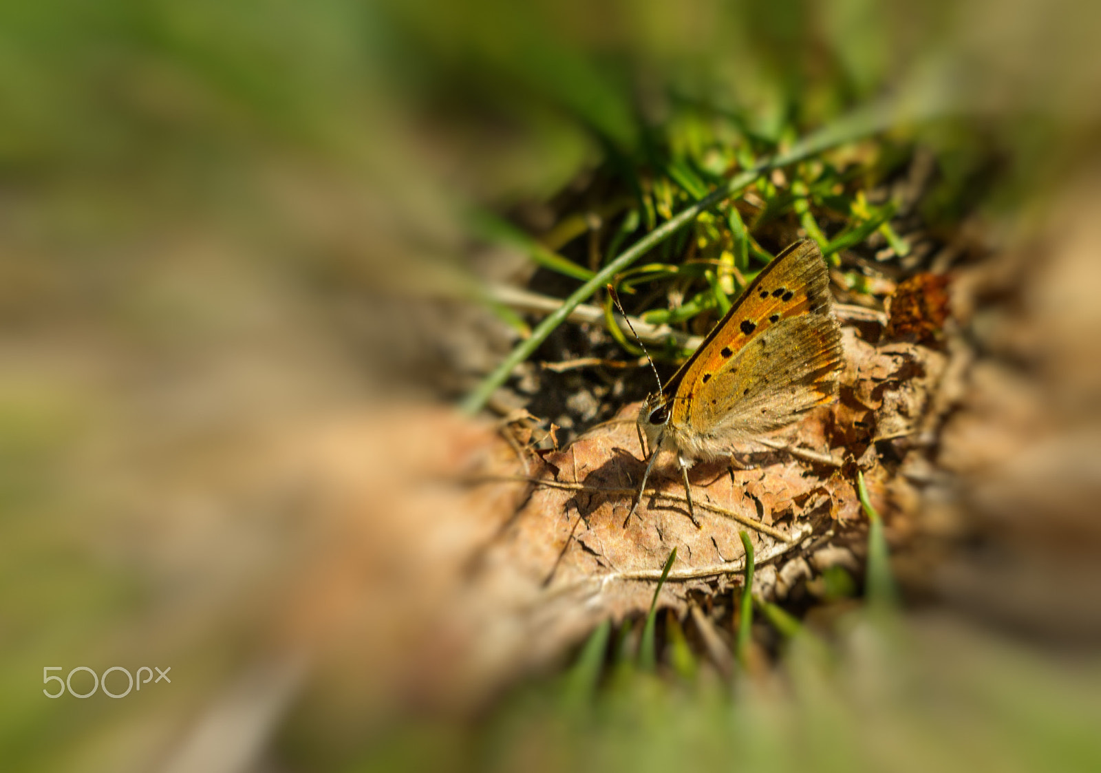 Canon EF 100mm F2.8 Macro USM sample photo. Bokeh butterfly photography