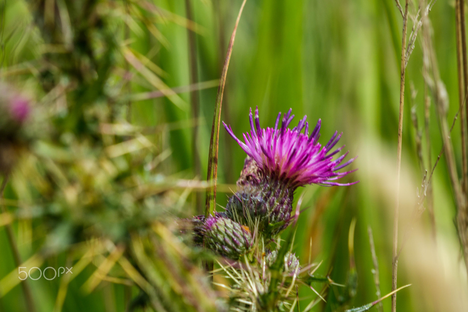 Canon EF 100mm F2.8 Macro USM sample photo. Purple thistle photography