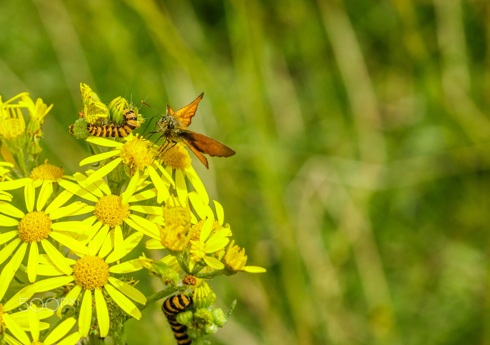 Canon EF 100mm F2.8 Macro USM sample photo. Butterfly and caterpiller photography