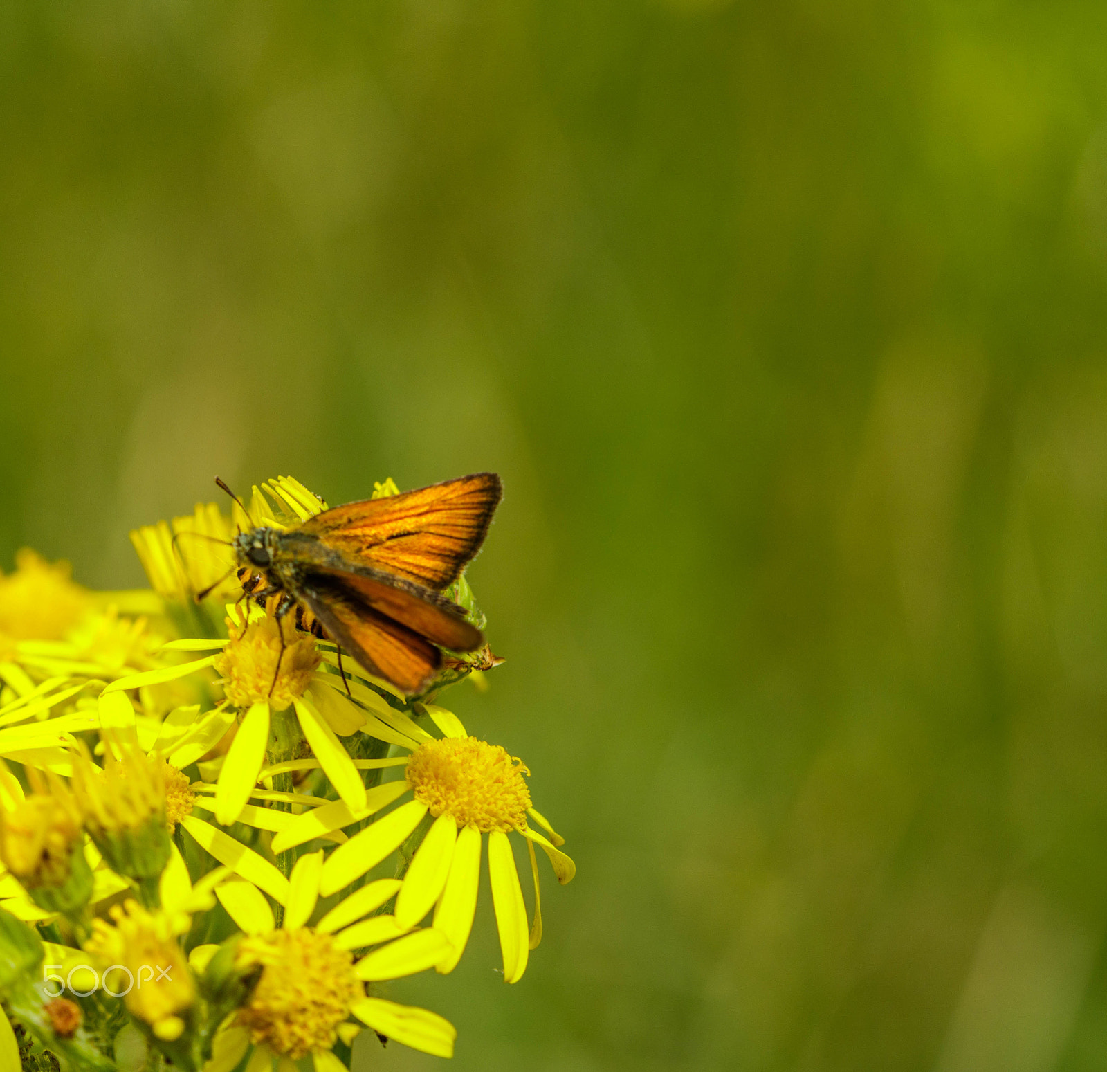 Canon EF 100mm F2.8 Macro USM sample photo. Butterfly photography