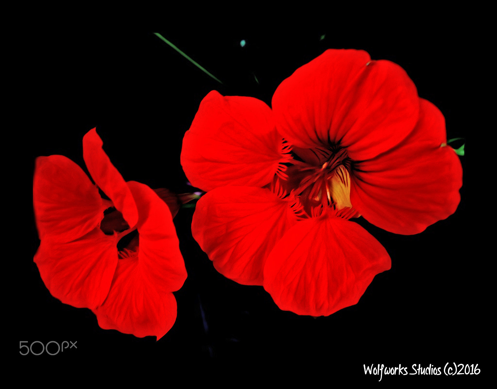 Sony DSC-W650 sample photo. Nasturtiums a go go photography