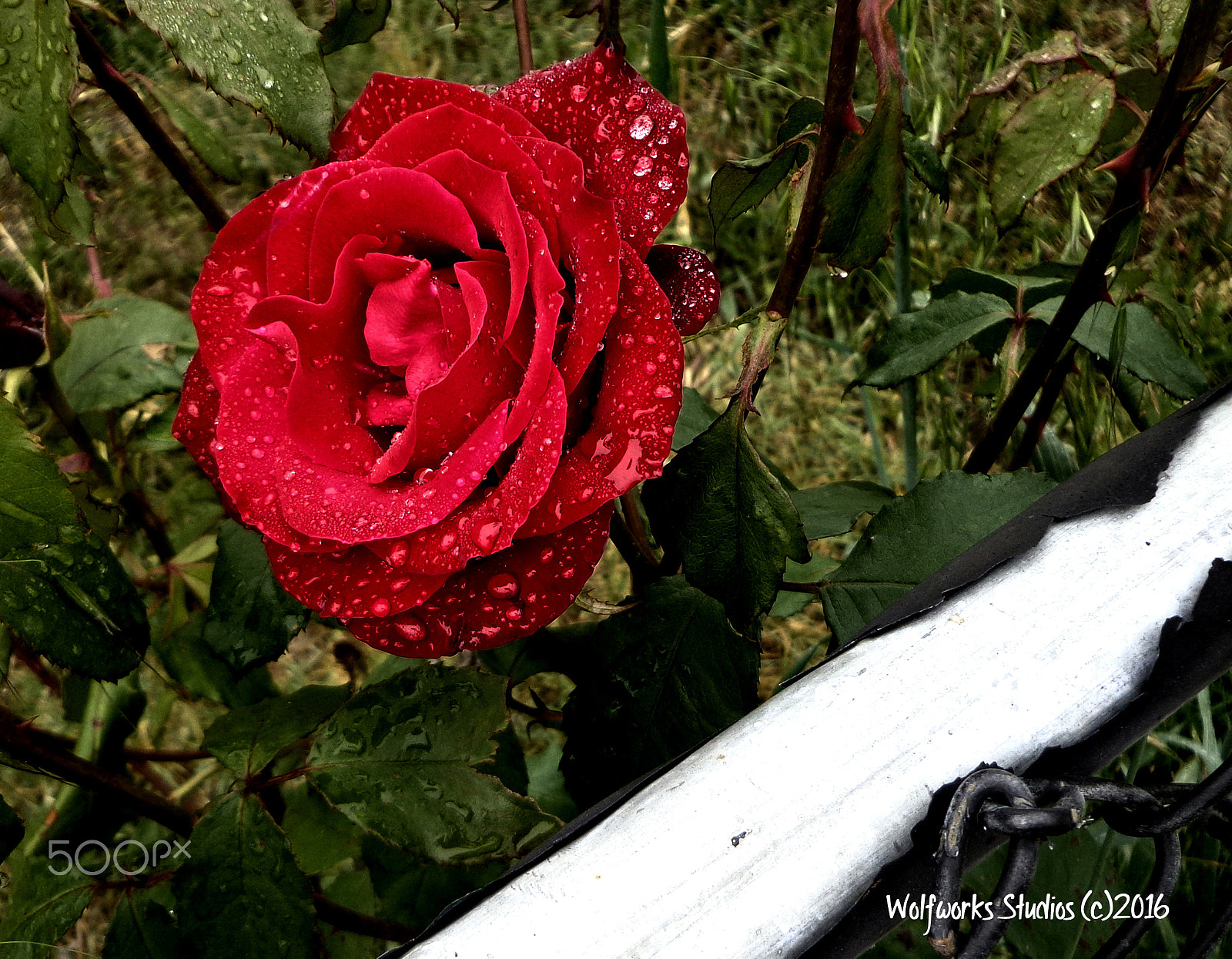 Sony DSC-W650 sample photo. Rose in the rain photography