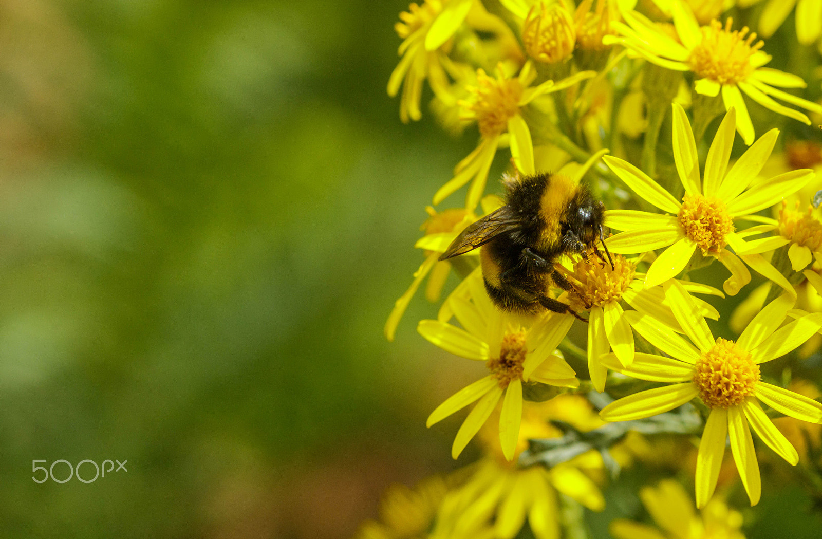 Canon EF 100mm F2.8 Macro USM sample photo. Bee and flower photography