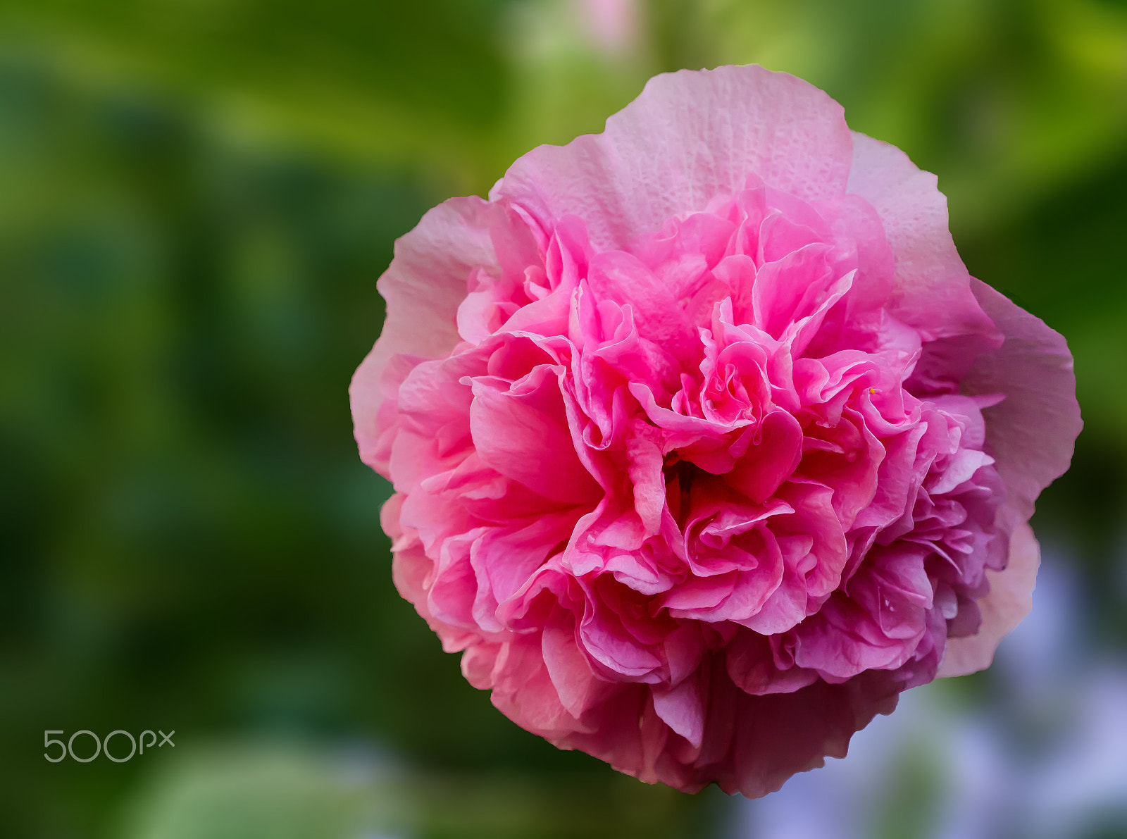 Canon EF 100mm F2.8 Macro USM sample photo. Pink flower photography