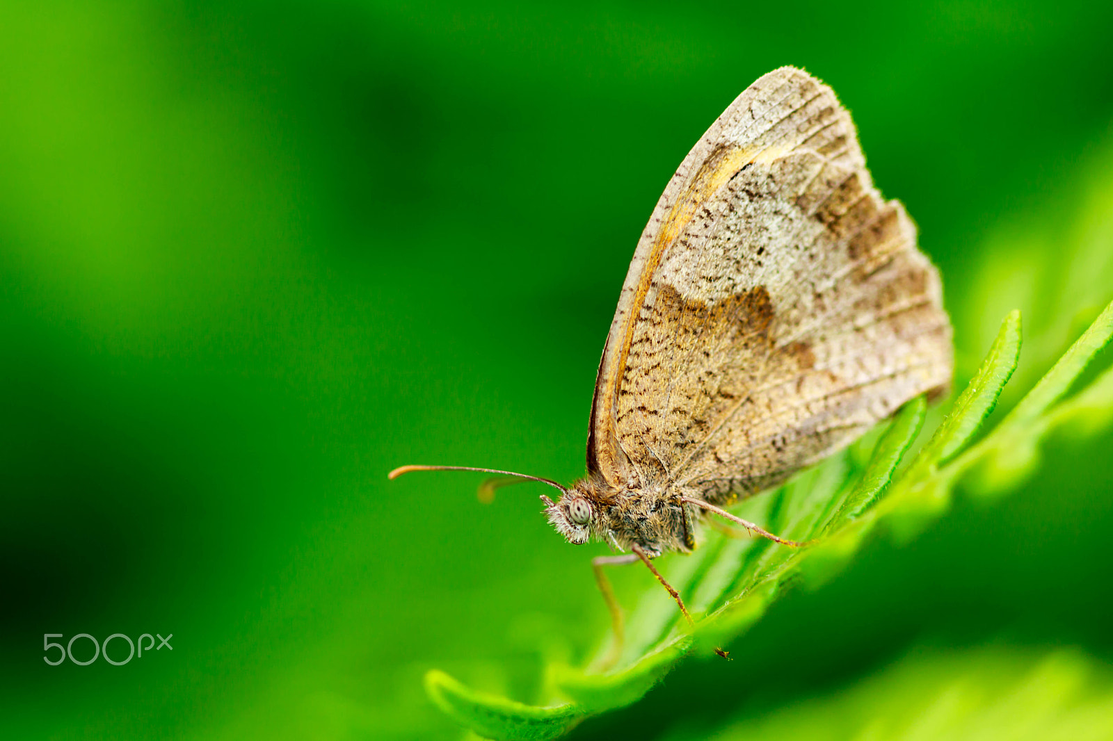 Canon EF 100mm F2.8 Macro USM sample photo. Butterfly photography