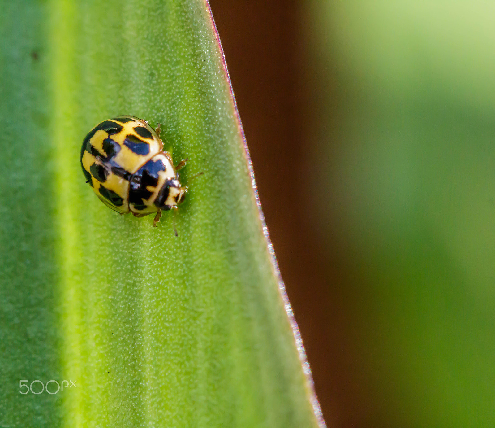 Canon EF 100mm F2.8 Macro USM sample photo. Yellow lady bird photography