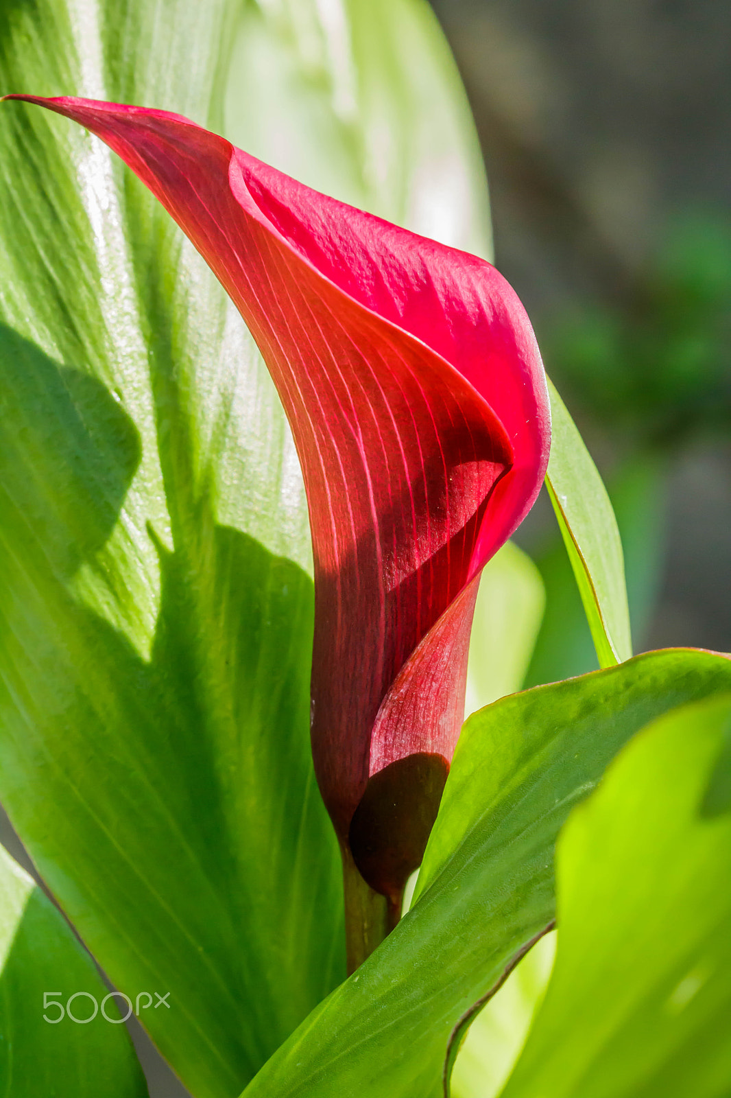 Canon EF 100mm F2.8 Macro USM sample photo. Red cone photography