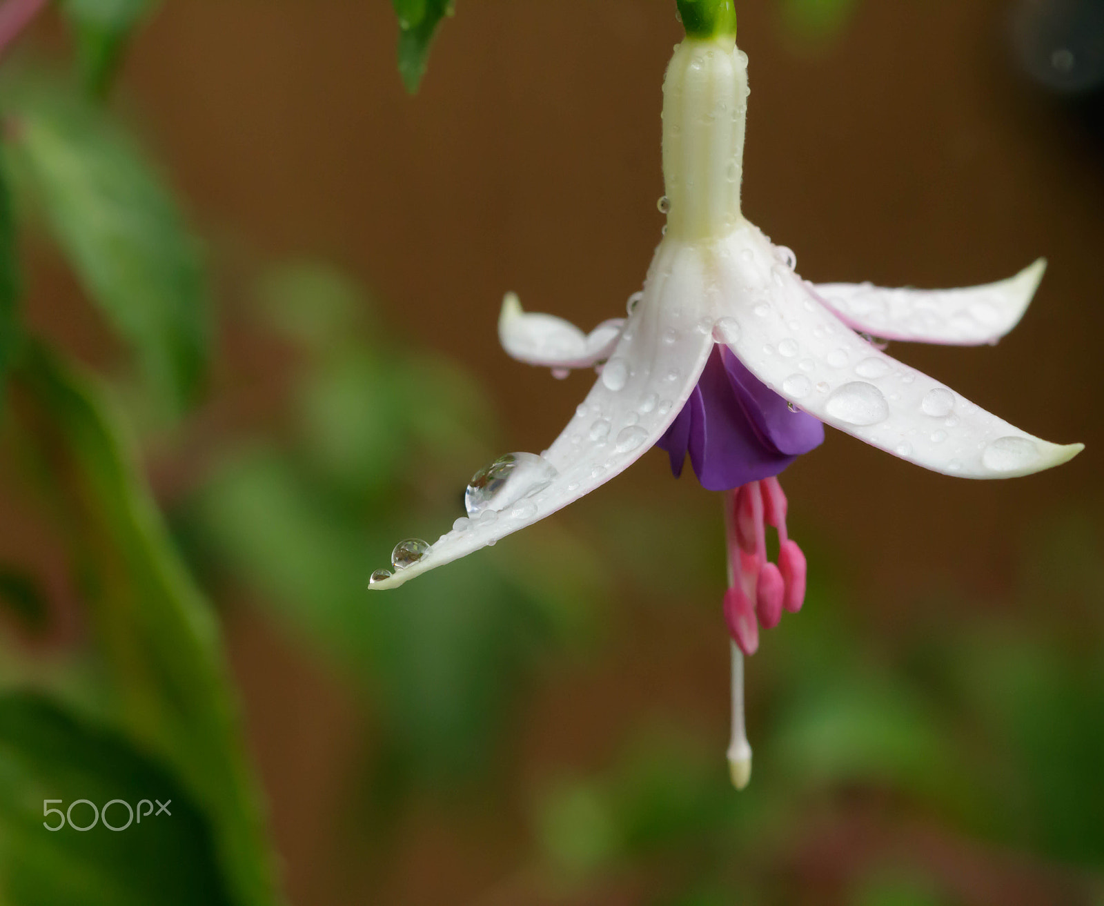 Canon EF 100mm F2.8 Macro USM sample photo. Fuchsia and rain drop photography