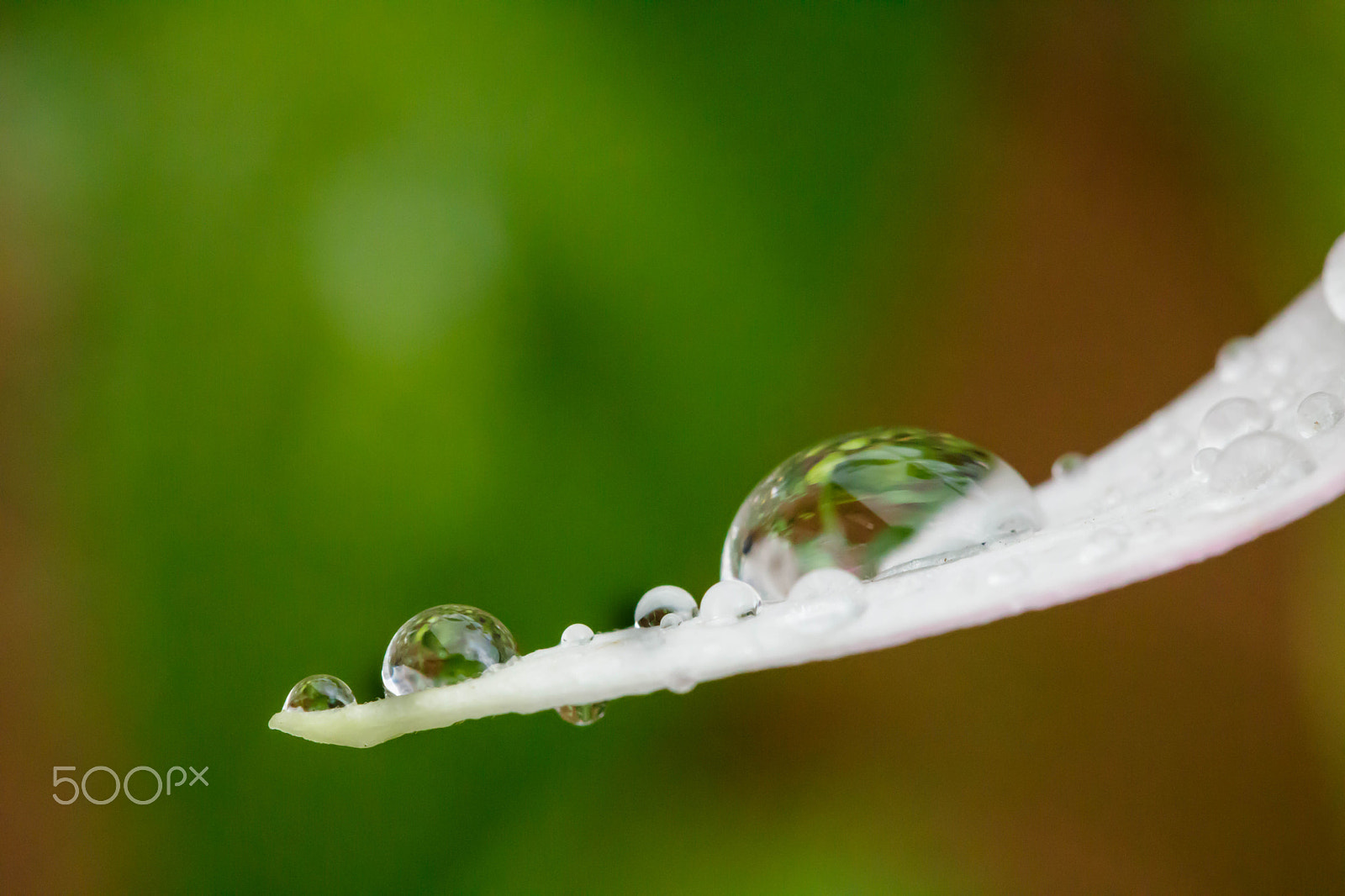 Canon EF 100mm F2.8 Macro USM sample photo. Rain drop on patel photography