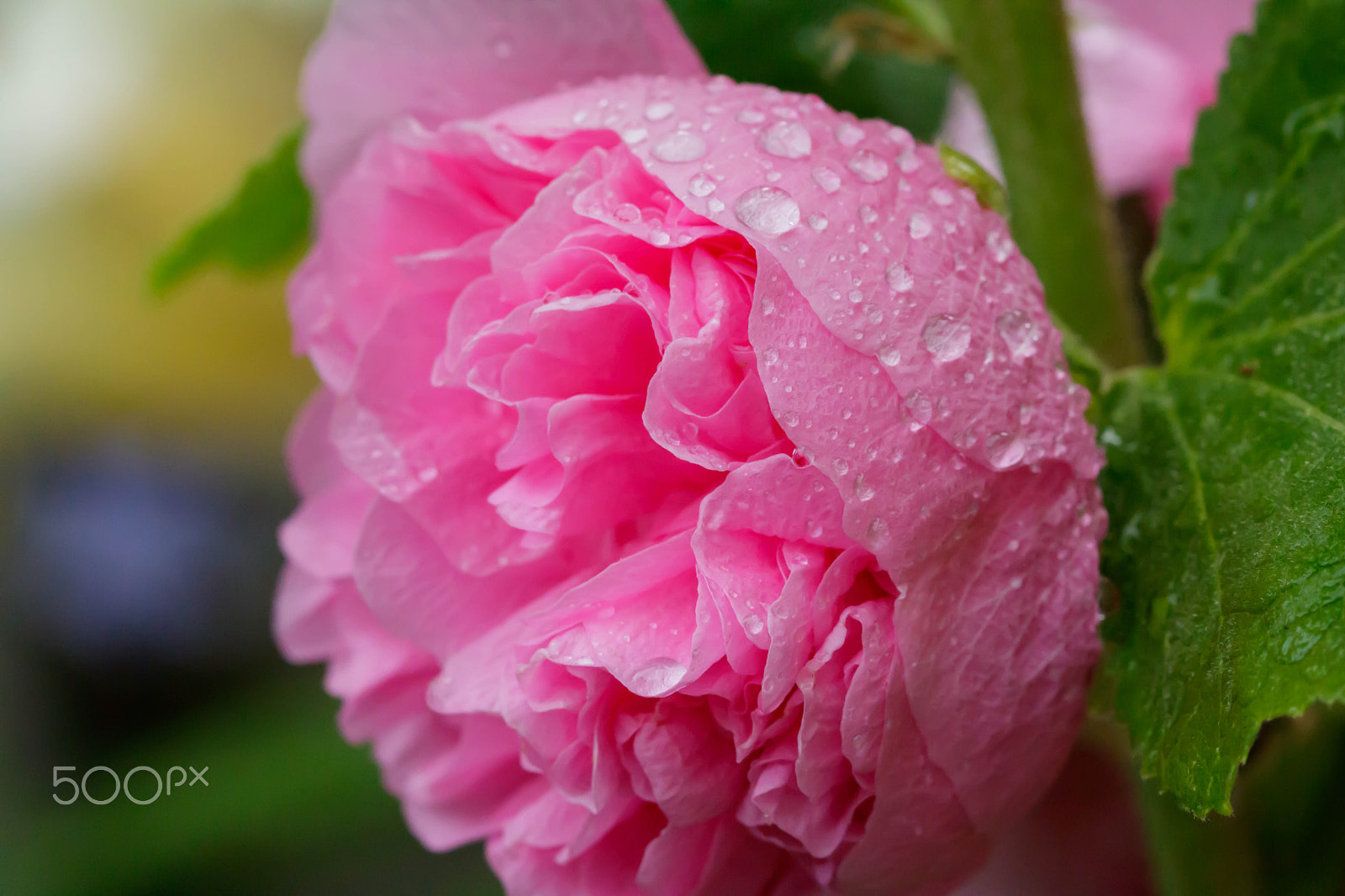 Canon EF 100mm F2.8 Macro USM sample photo. Pink flower and rain drop photography