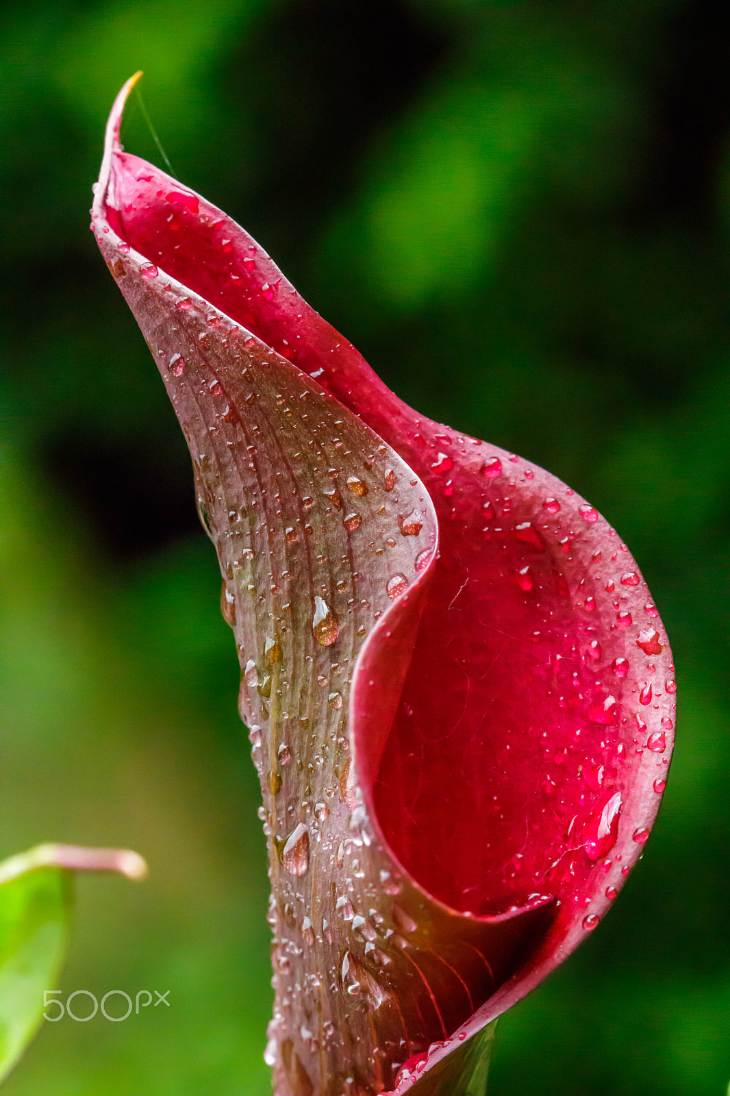 Canon EF 100mm F2.8 Macro USM sample photo. Red cone and rain drop 1 photography
