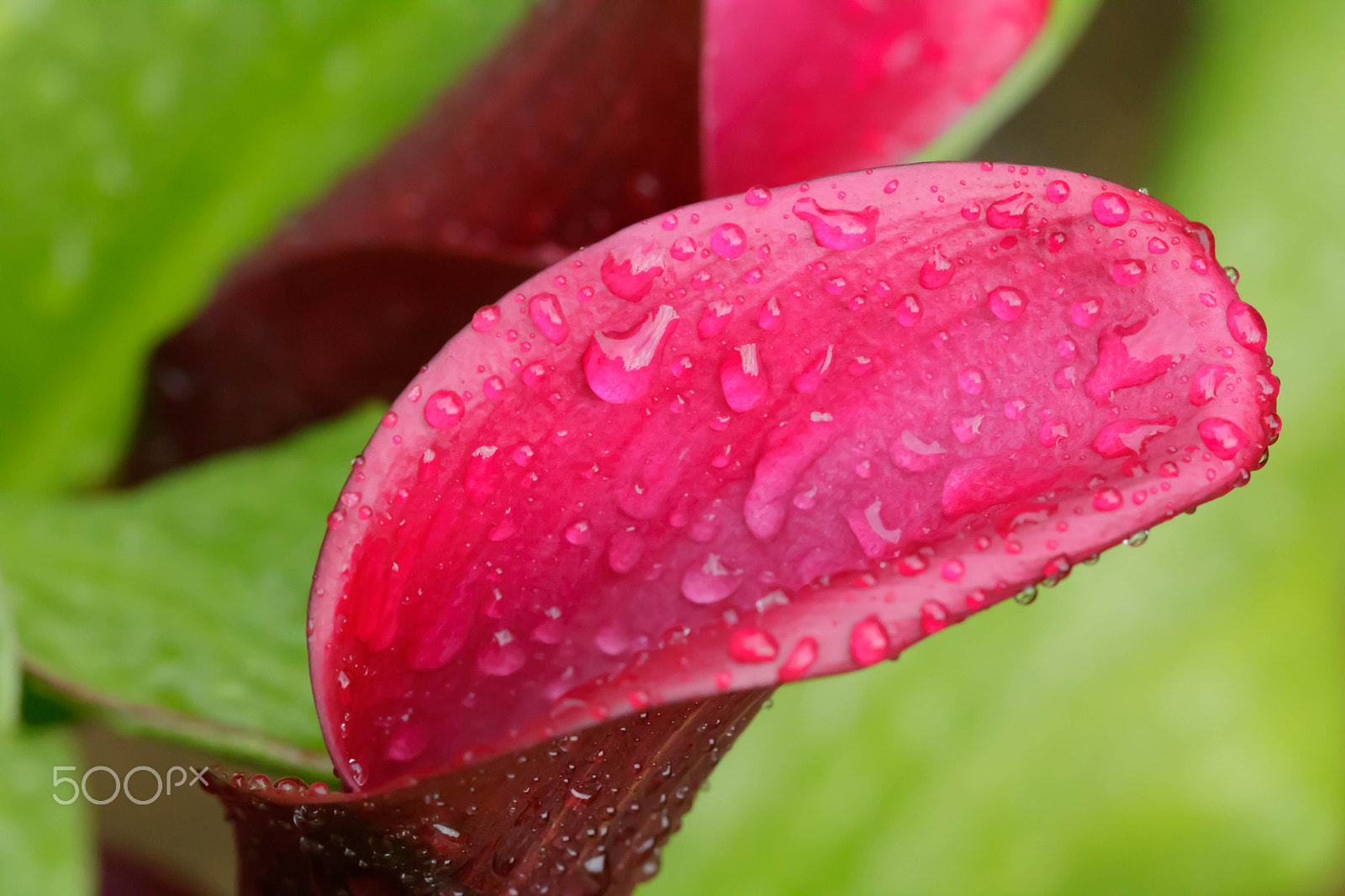 Canon EF 100mm F2.8 Macro USM sample photo. Red cone and rain drop 2 photography