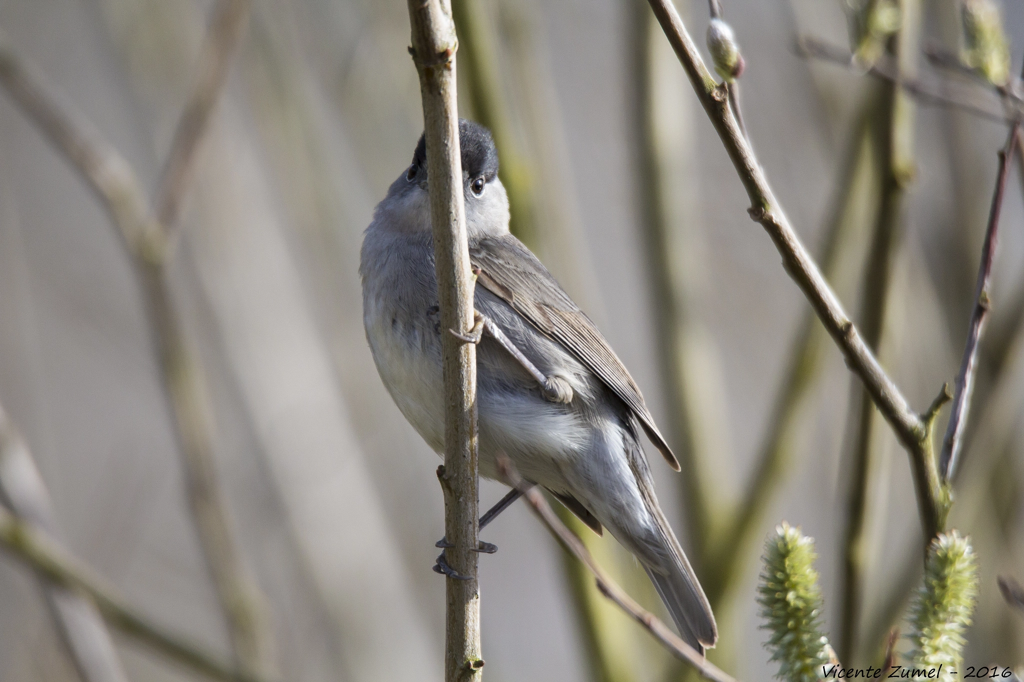 Tamron SP 150-600mm F5-6.3 Di VC USD sample photo. Perfect hideaway photography
