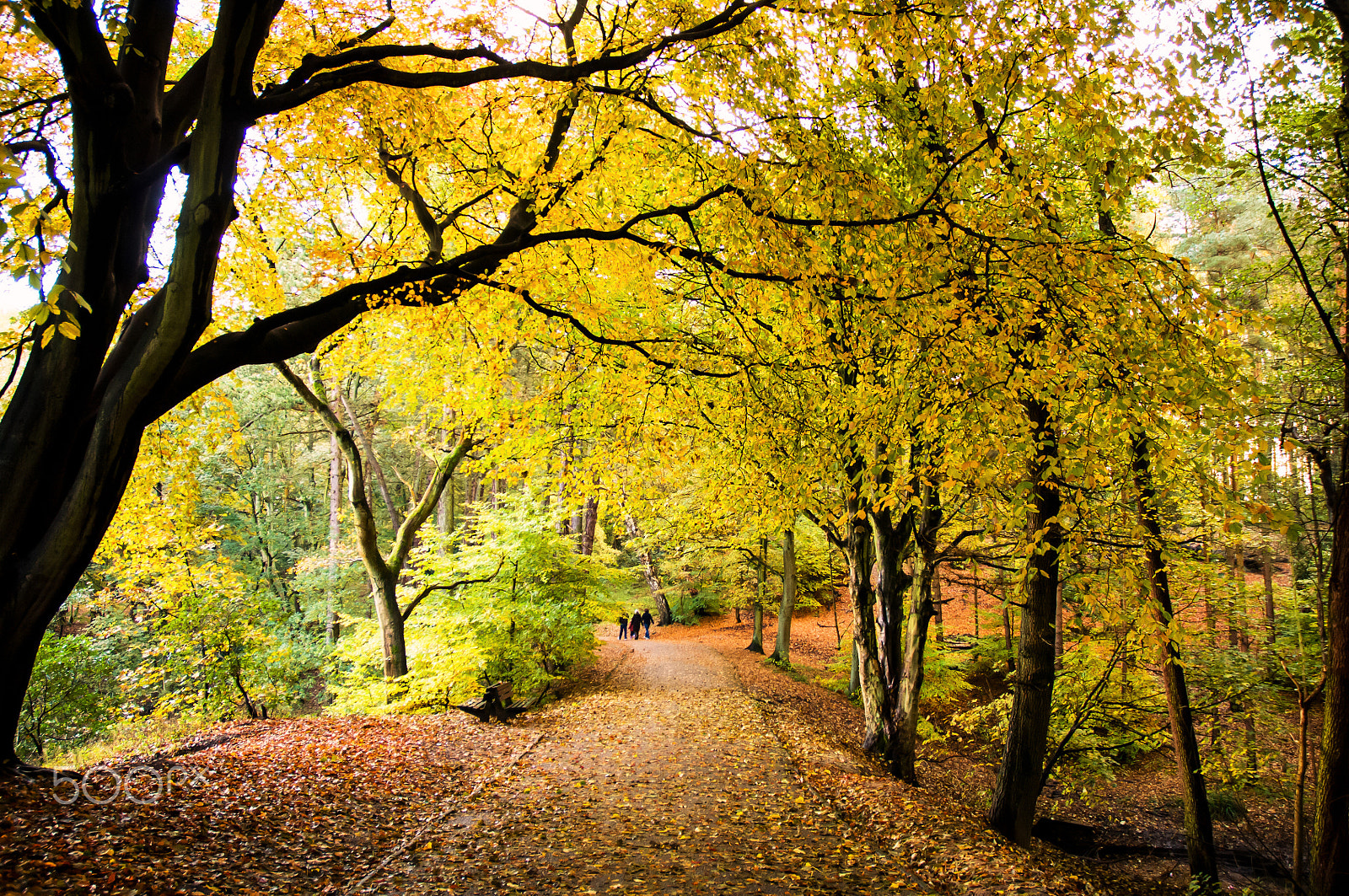 Nikon D2X sample photo. Walk in the woods photography