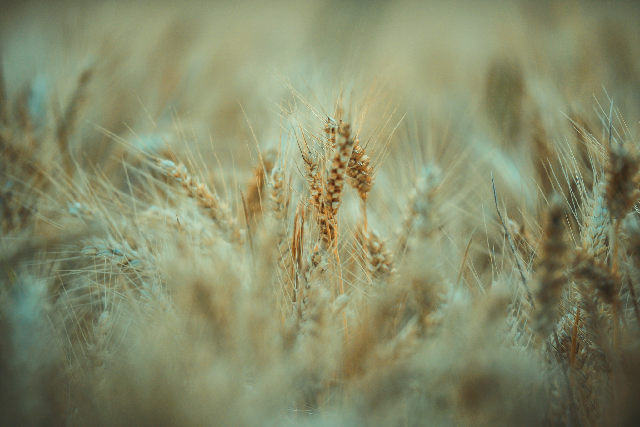 Sigma 50-100mm F1.8 DC HSM Art sample photo. Grain photography