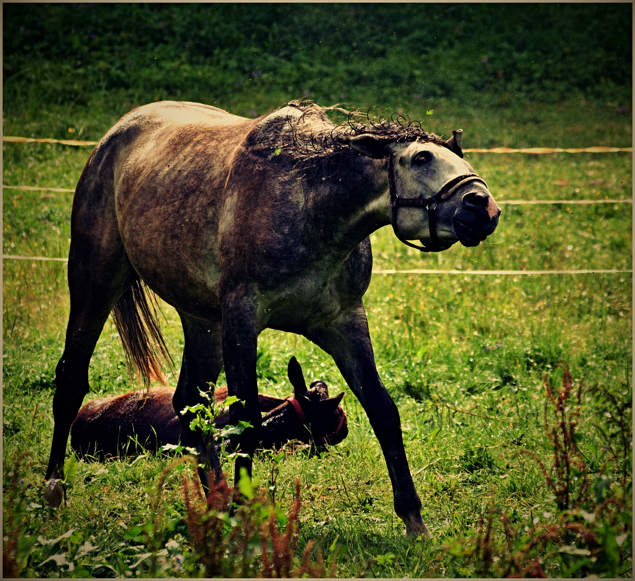 Olympus E-510 (EVOLT E-510) + 70.00 - 300.00 mm f/4.0 - 5.6 sample photo. Slovakia trip ii. photography