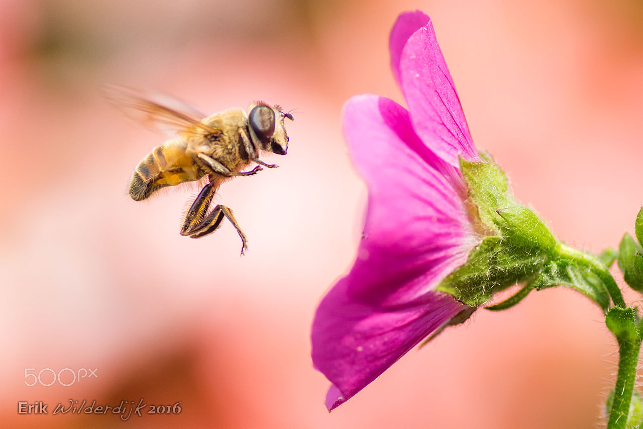 Canon EOS 700D (EOS Rebel T5i / EOS Kiss X7i) + Tamron SP AF 90mm F2.8 Di Macro sample photo. Coming in! photography