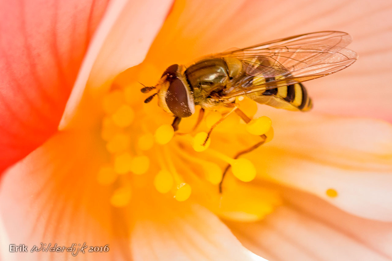 Canon EOS 700D (EOS Rebel T5i / EOS Kiss X7i) + Tamron SP AF 90mm F2.8 Di Macro sample photo. Hoverfly on a begonia photography