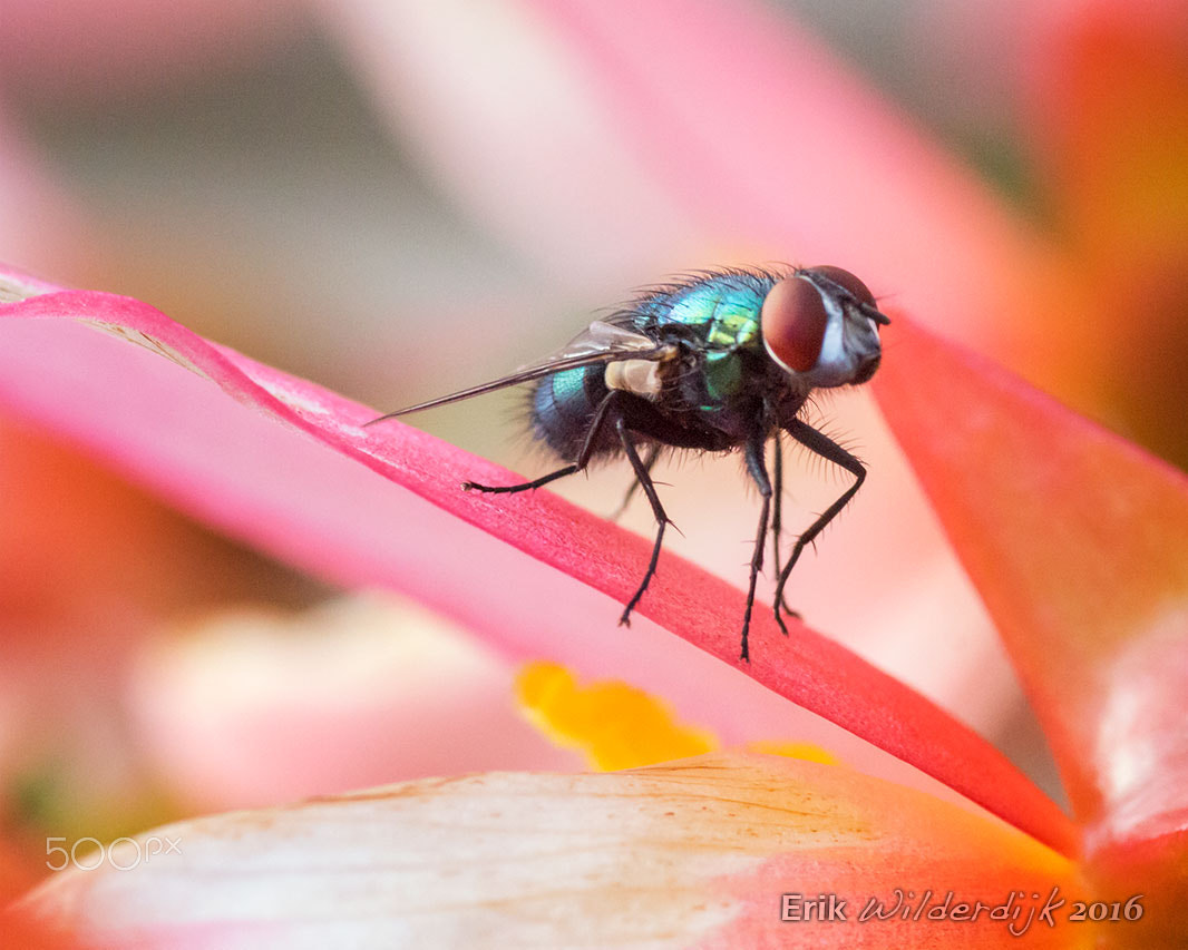 Canon EOS 700D (EOS Rebel T5i / EOS Kiss X7i) + Tamron SP AF 90mm F2.8 Di Macro sample photo. Green fly on pink begonia photography