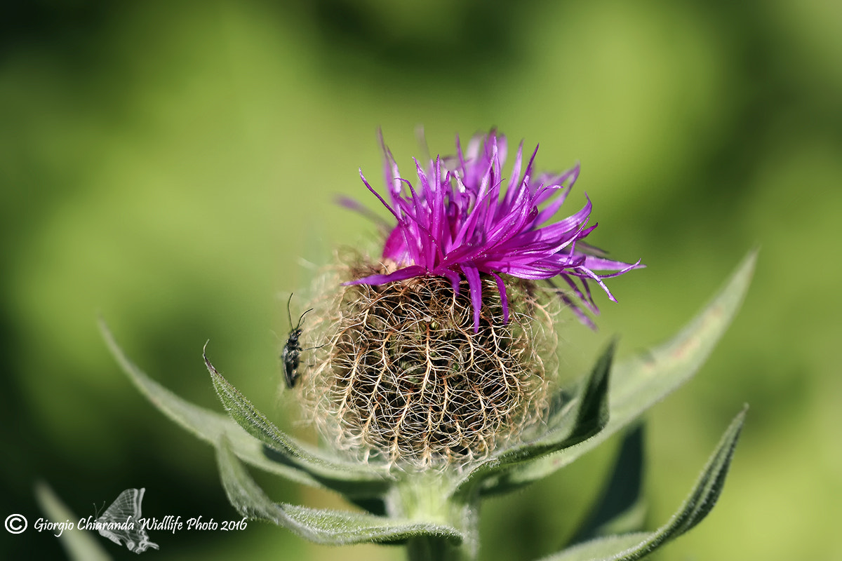 Sigma APO Macro 150mm f/2.8 EX DG HSM sample photo. Fior di cardo photography