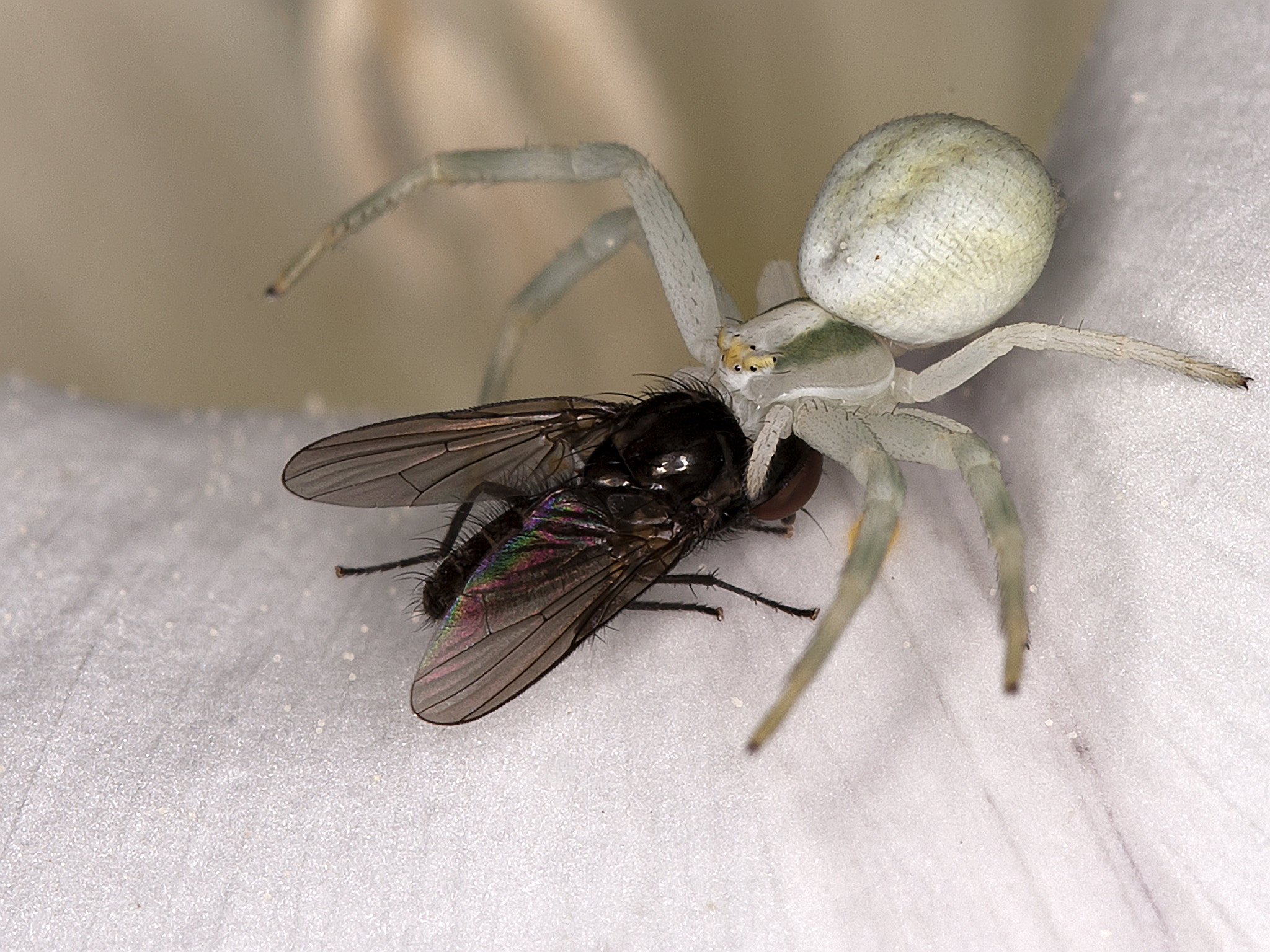 Canon EOS-1D Mark III sample photo. 28372276412.jpg photography