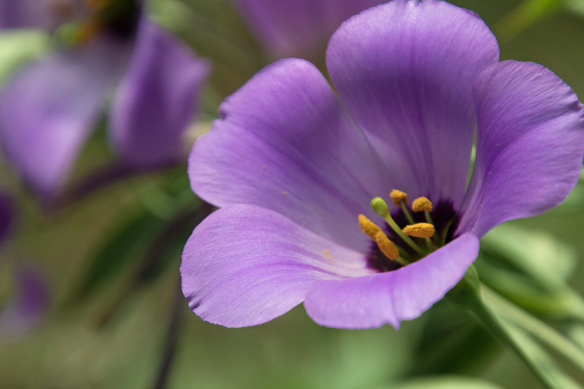 Canon EOS 600D (Rebel EOS T3i / EOS Kiss X5) + Tamron 16-300mm F3.5-6.3 Di II VC PZD Macro sample photo. Pretty purple flower photography