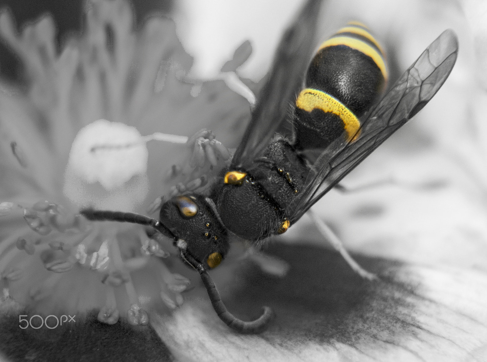 Nikon D600 + Nikon AF-S DX Micro Nikkor 40mm F2.8 sample photo. Is it a wasp? photography