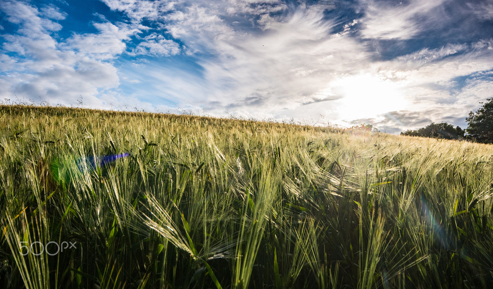 Sigma 10-20mm F4-5.6 EX DC HSM sample photo. Corn field photography