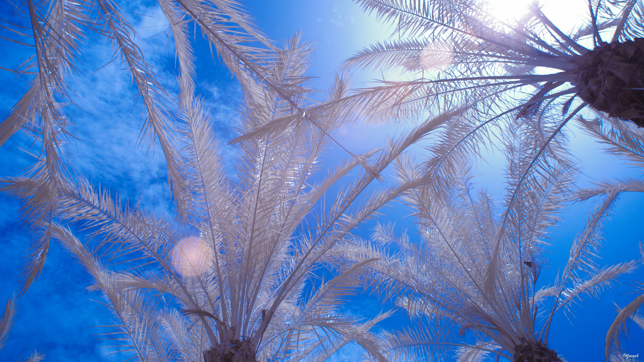 Nikon D5000 sample photo. Infrared photography