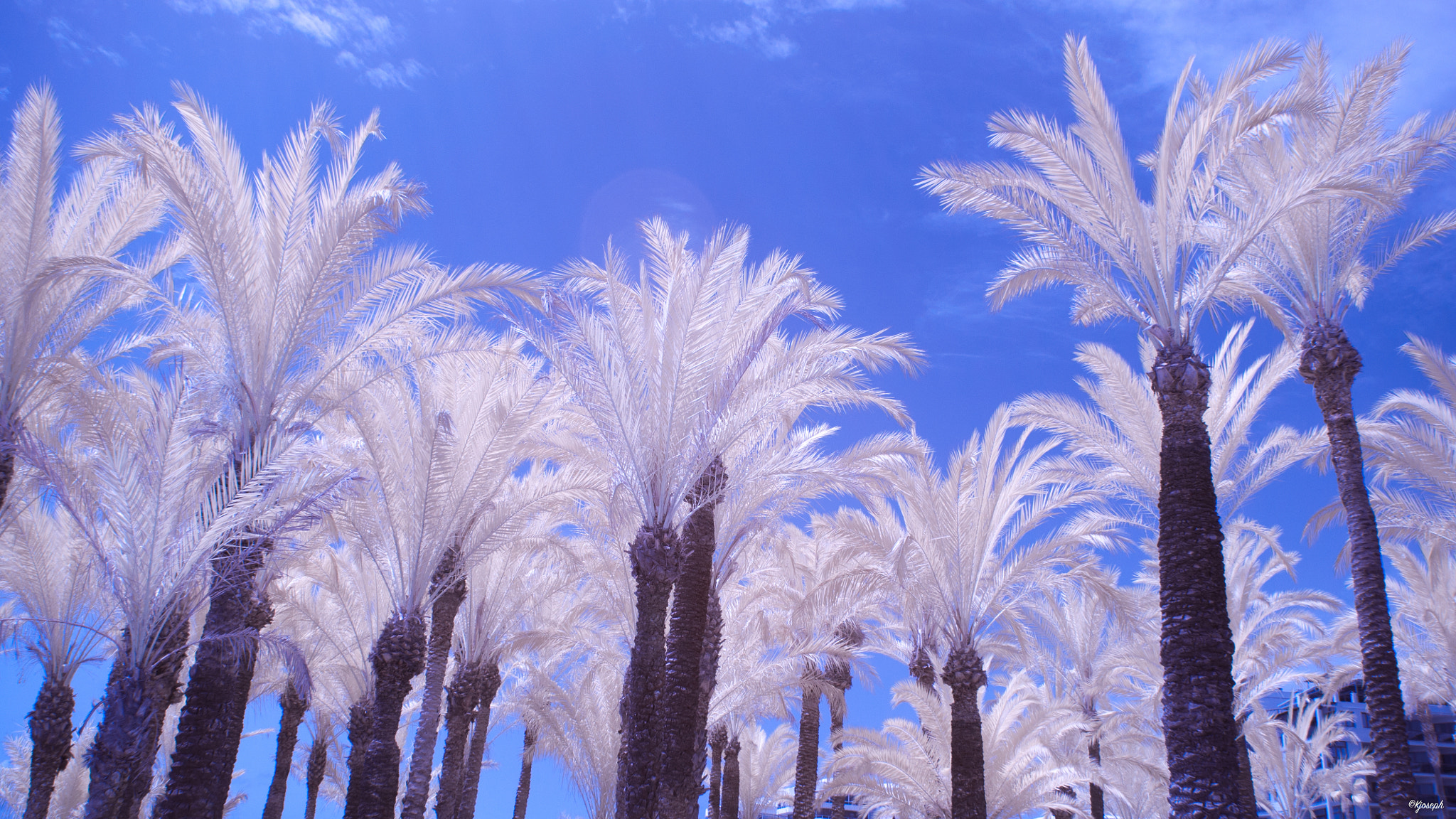 Nikon D5000 sample photo. Infrared photography