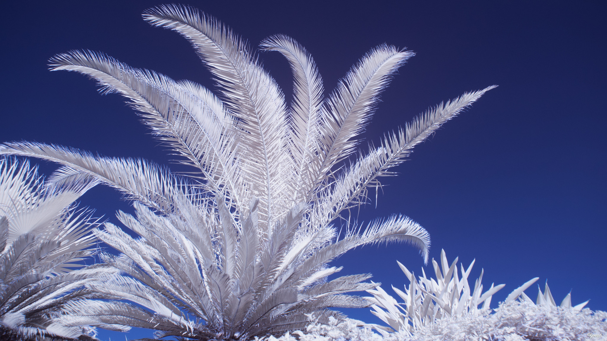 Nikon D5000 sample photo. Infrared photography