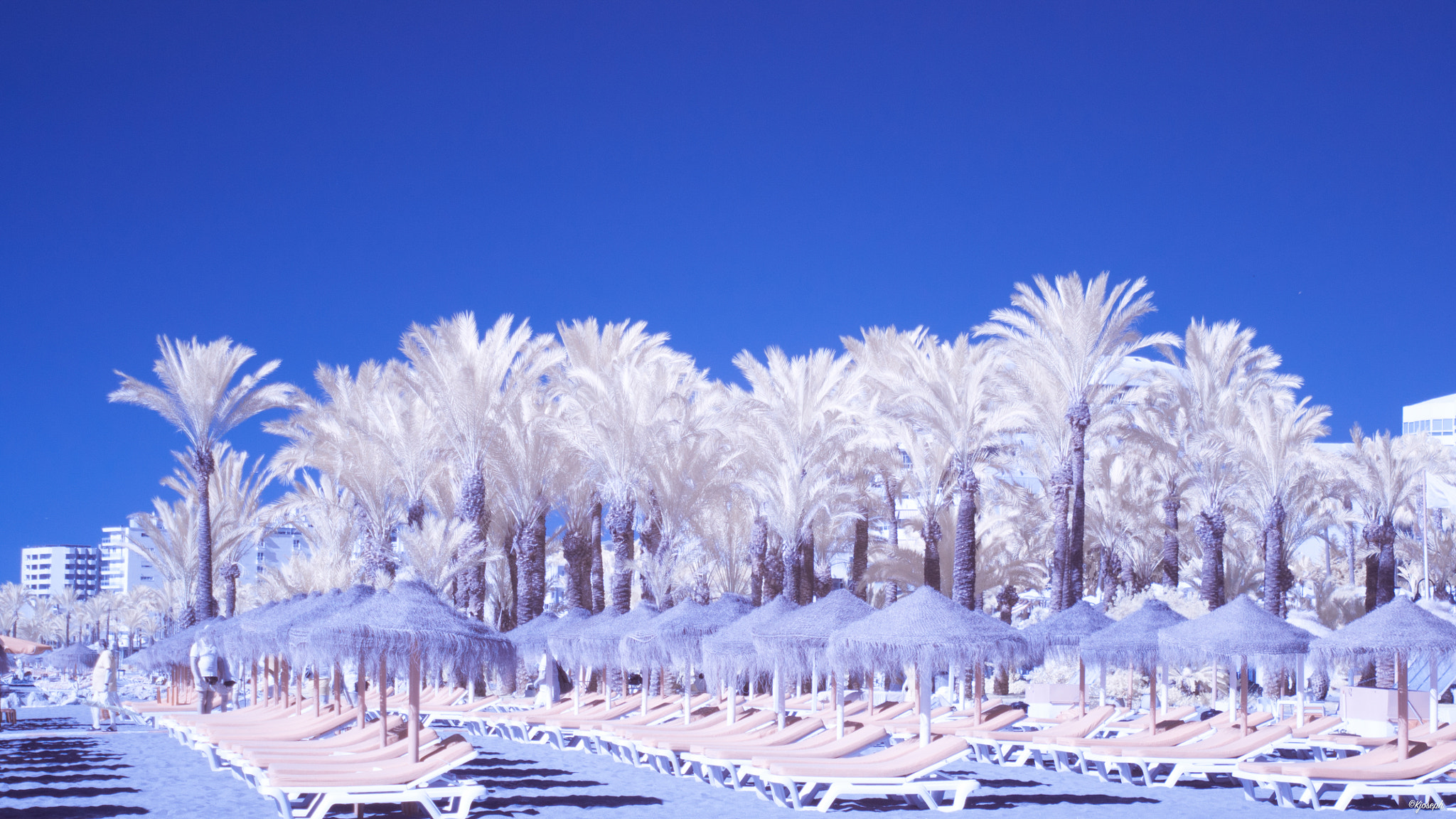 Nikon D5000 sample photo. Infrared photography