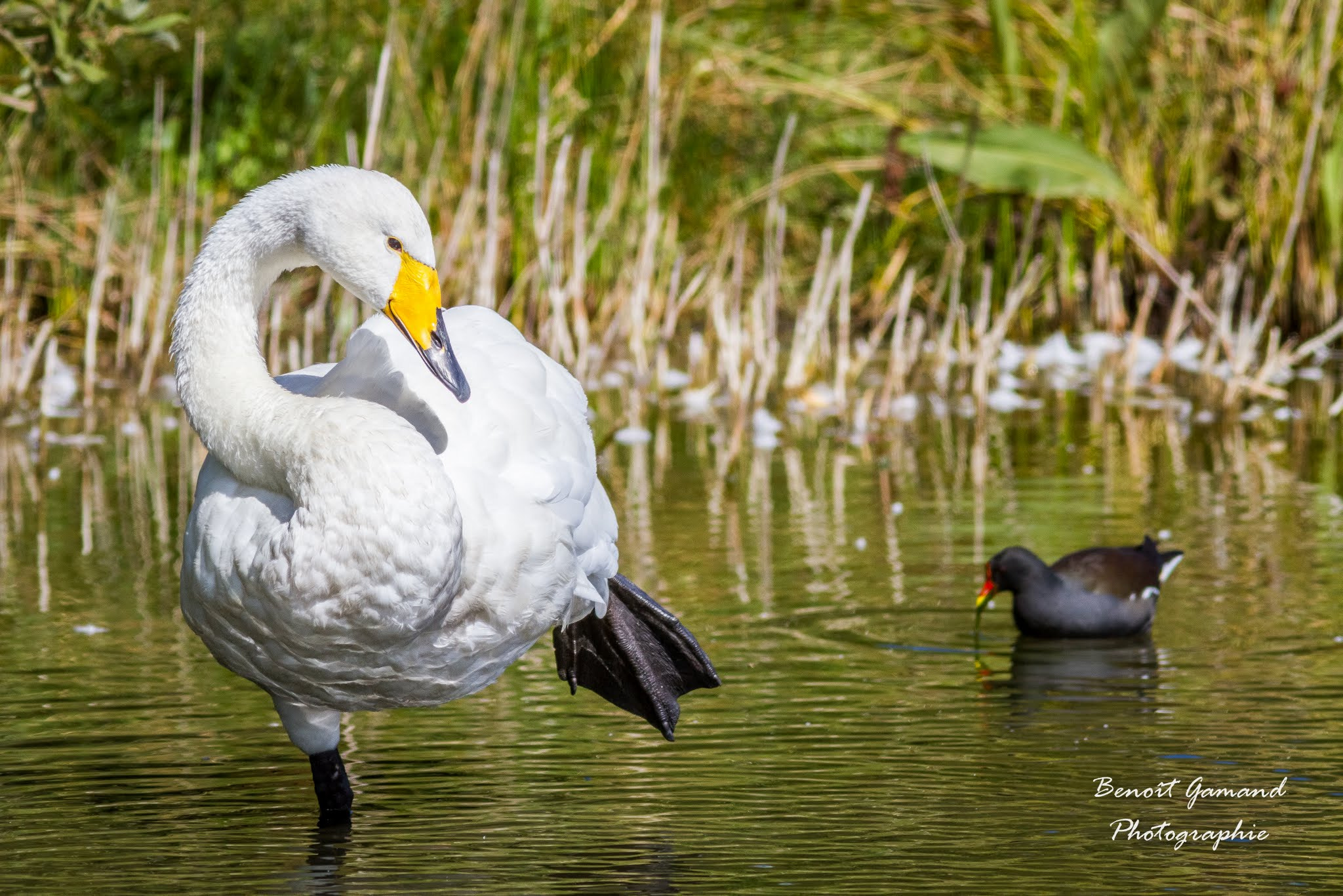 Canon EOS 7D + Canon EF 300mm F4L IS USM sample photo. Cygne acrobate photography