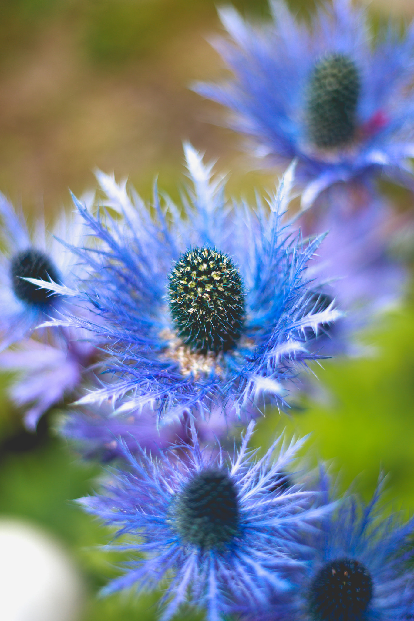 Canon EOS 5DS R sample photo. Sea holly photography