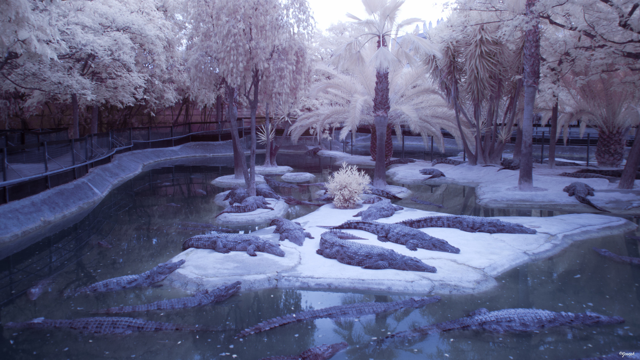 Nikon D5000 sample photo. Infrared photography