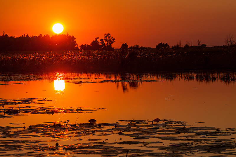 Canon EF 100-400mm F4.5-5.6L IS USM sample photo. Sunset at the biesbosch photography