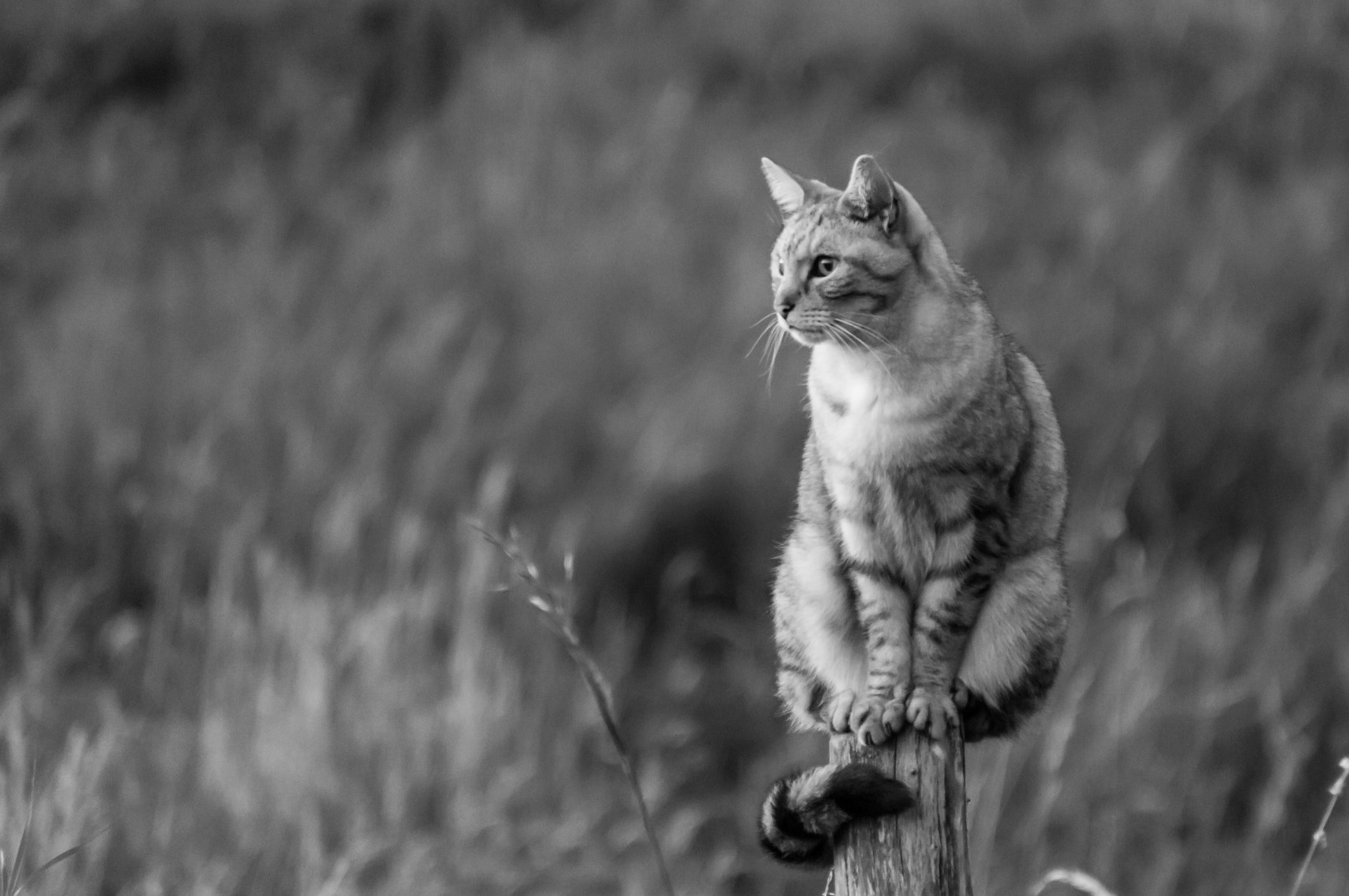 Sony SLT-A55 (SLT-A55V) sample photo. A watching cat photography