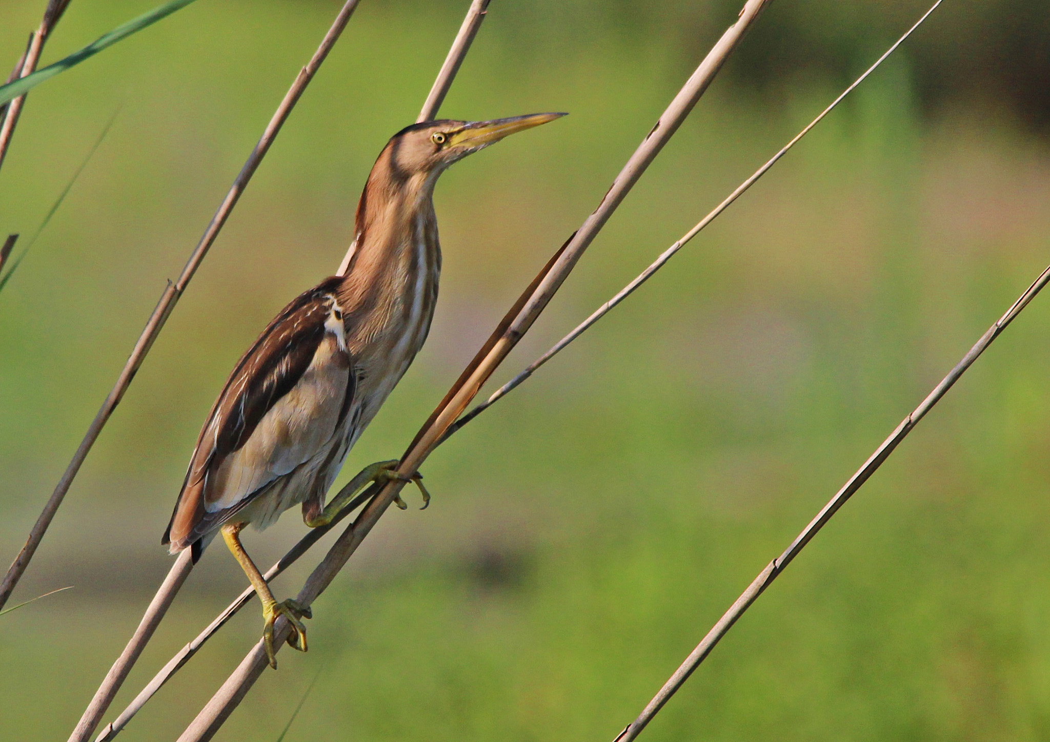 Sigma 150-500mm F5-6.3 DG OS HSM sample photo. Little bittern, tarabusino photography